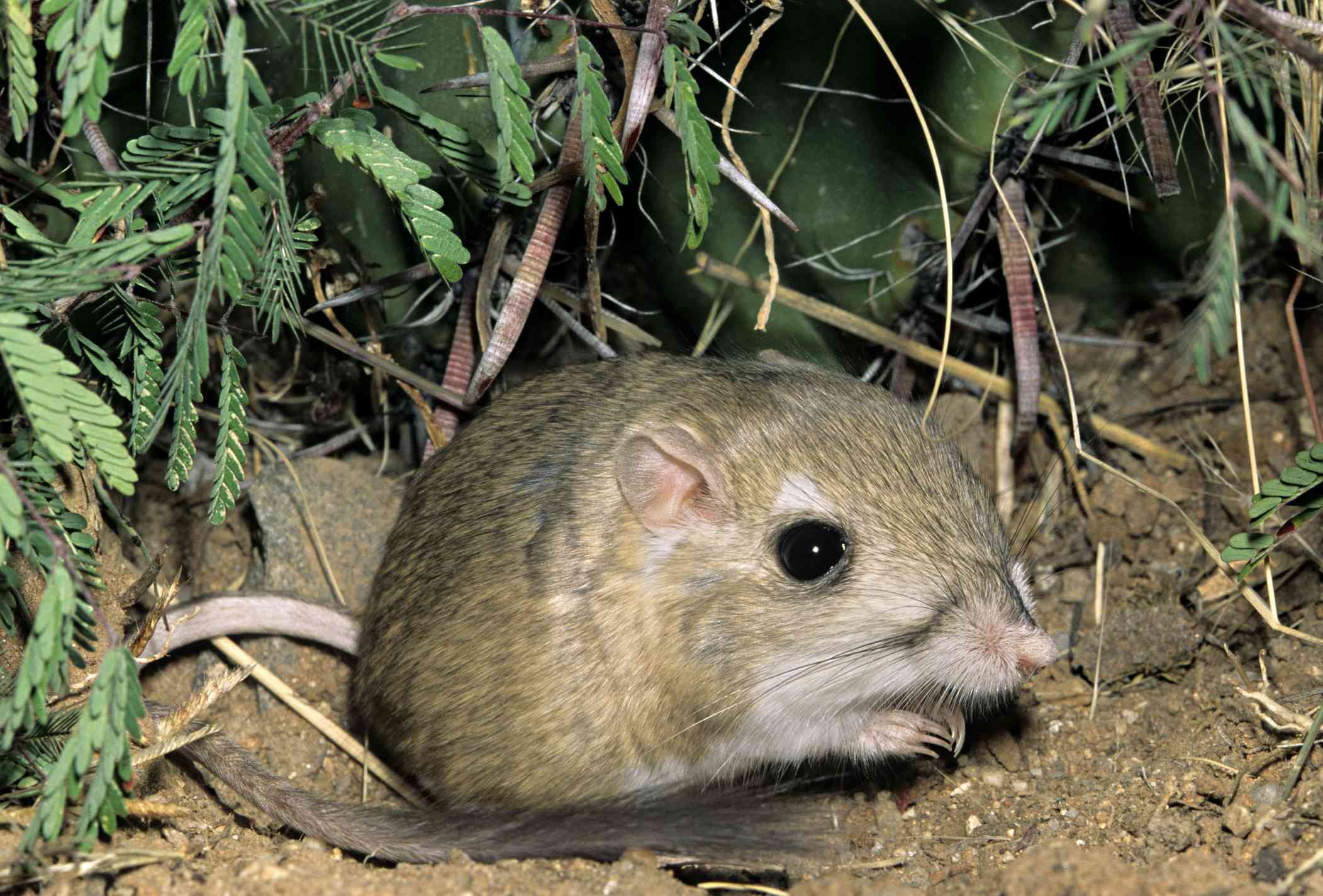 Una rata canguro de Merriam rodeada de follaje verde
