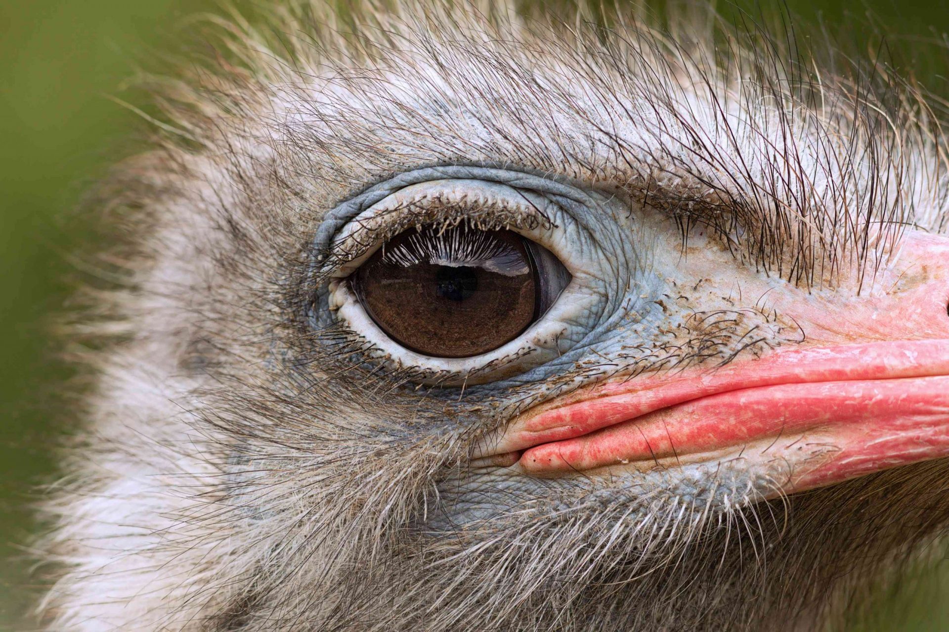 Primer plano del ojo del avestruz