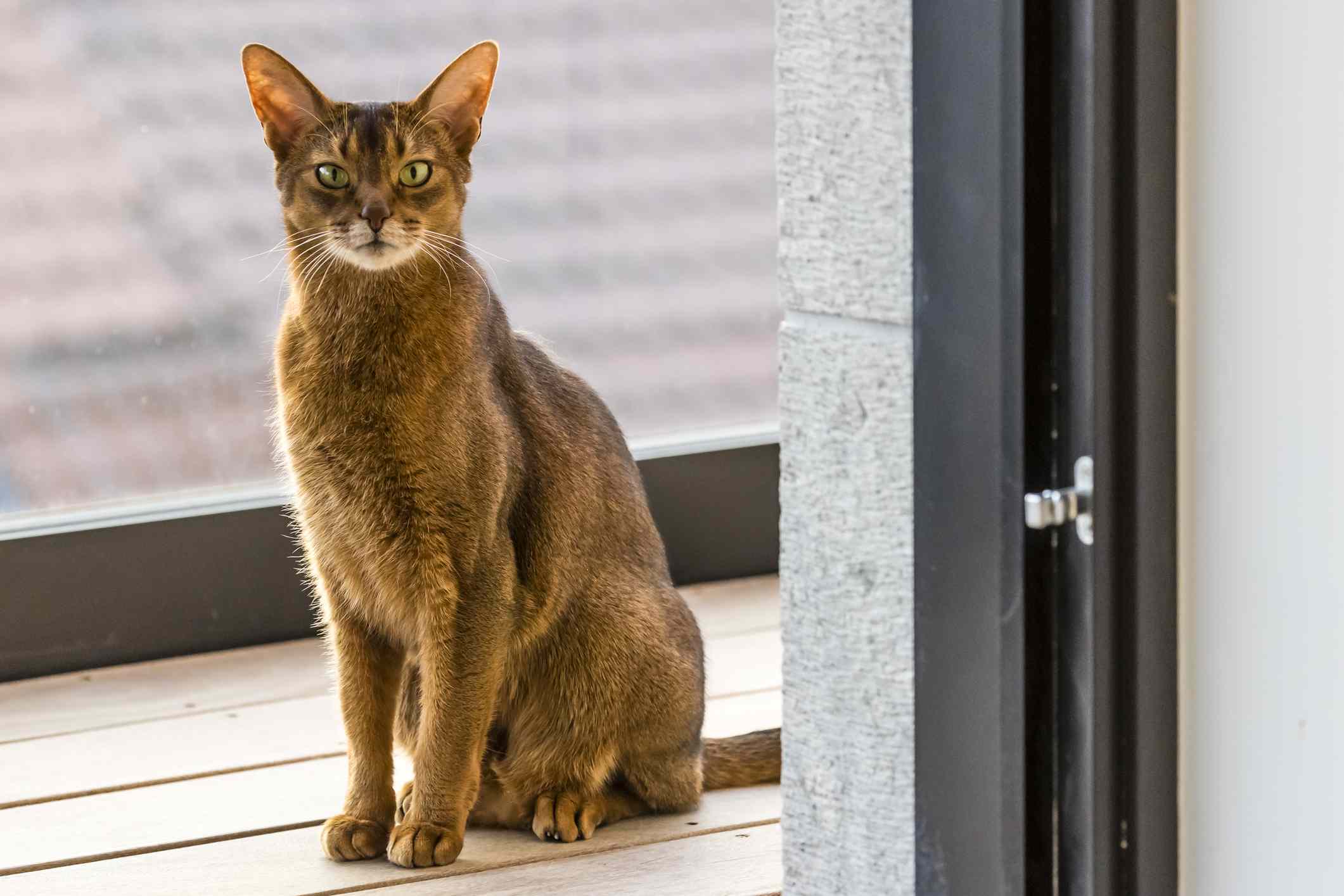 Gato abisinio sentado en una terraza mirando por la puerta abierta