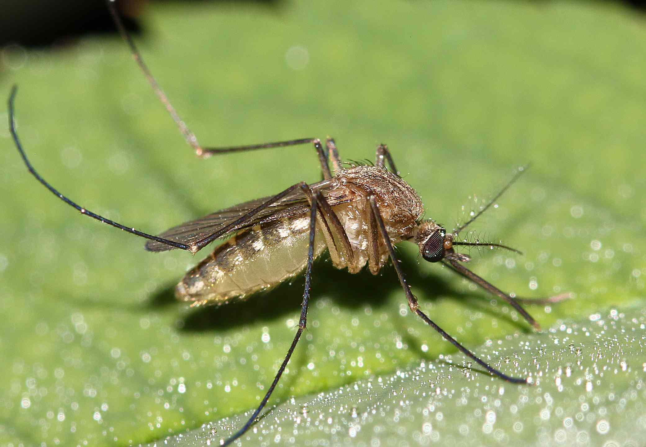 Mosquito Aedes Aegypti sobre una hoja en Brasil