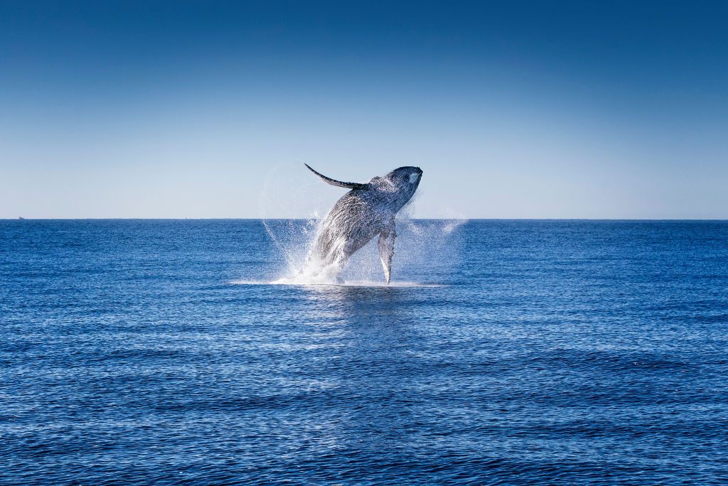 Una ballena jorobada lanzándose desde el agua