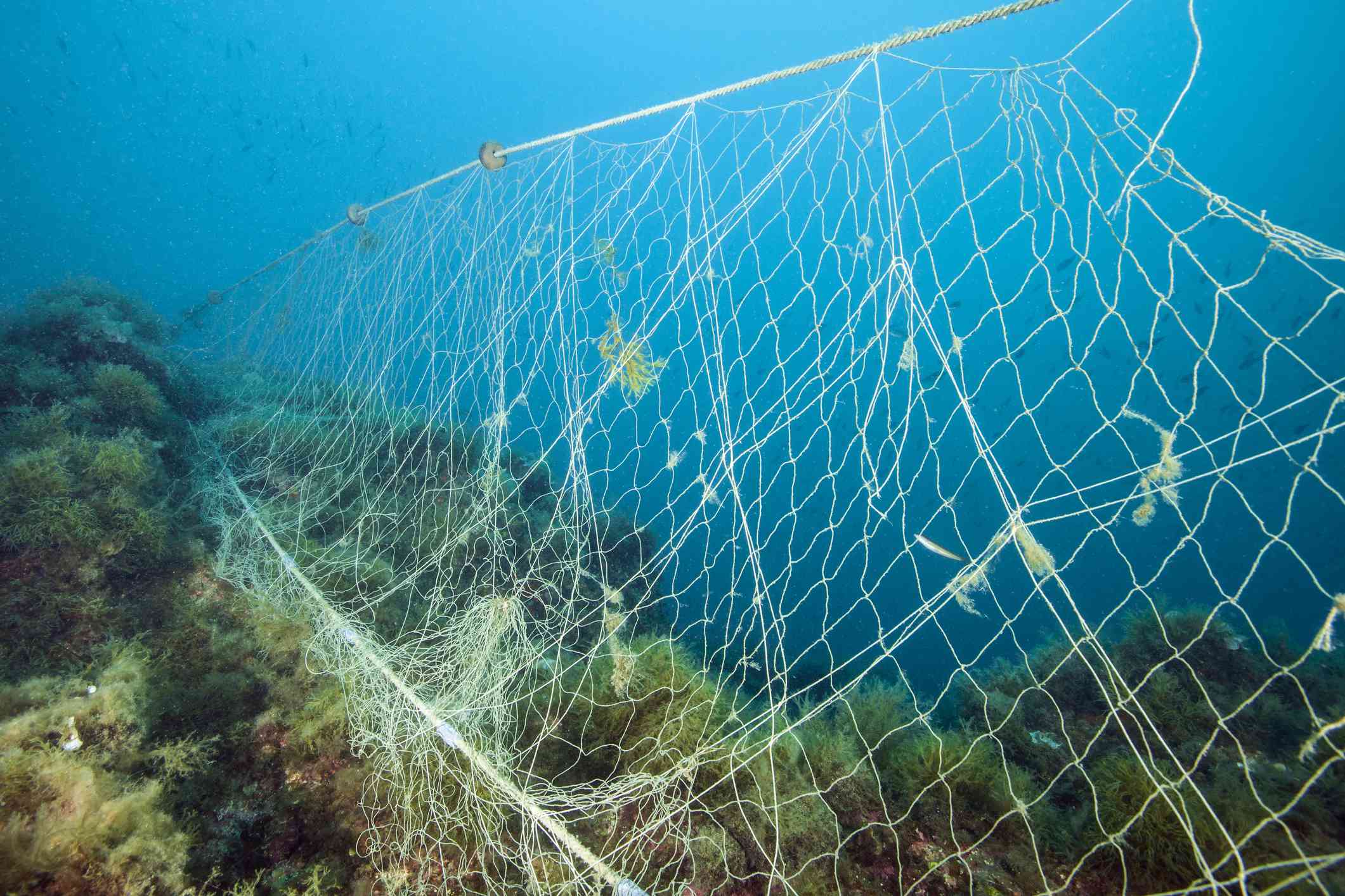 Red de pesca perdida sobre el arrecife, Mar Mediterráneo, Cap de Creus, Costa Brava, España