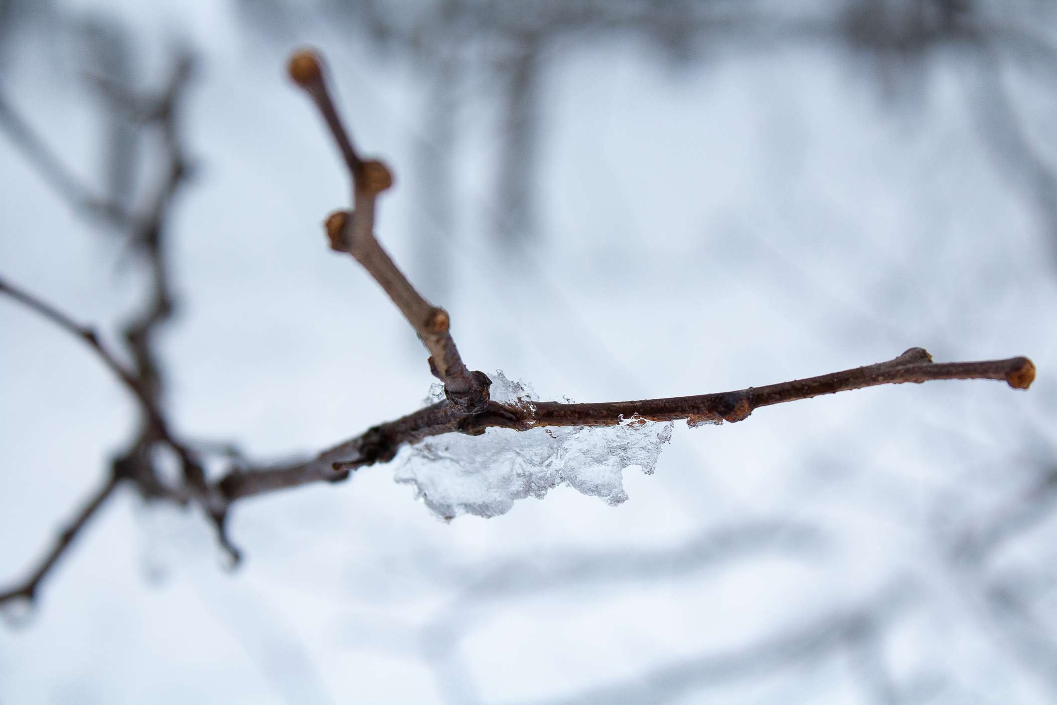 Una ramita delgada en un árbol con hielo
