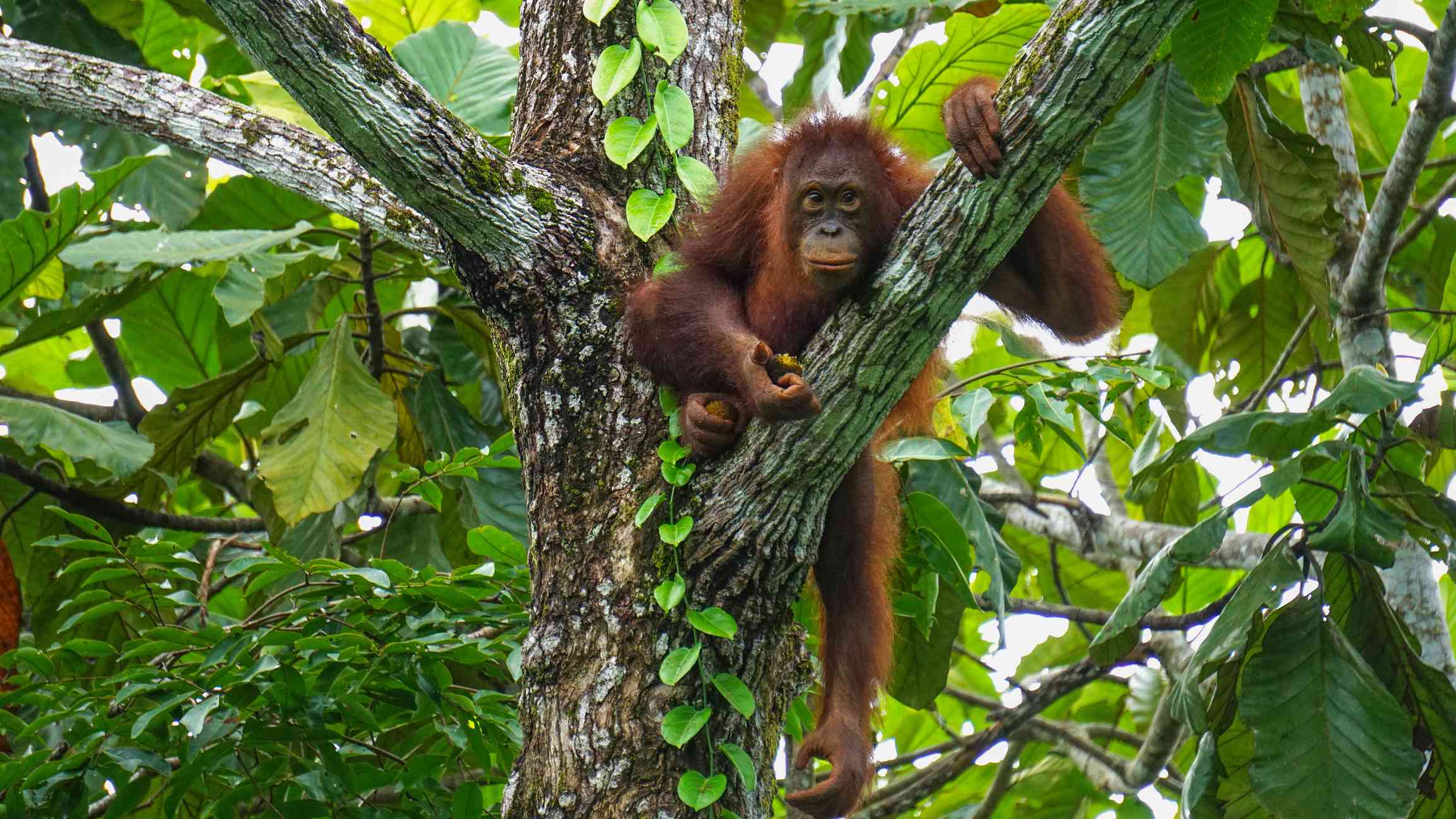 Orangután de Borneo buscando comida en Malasia
