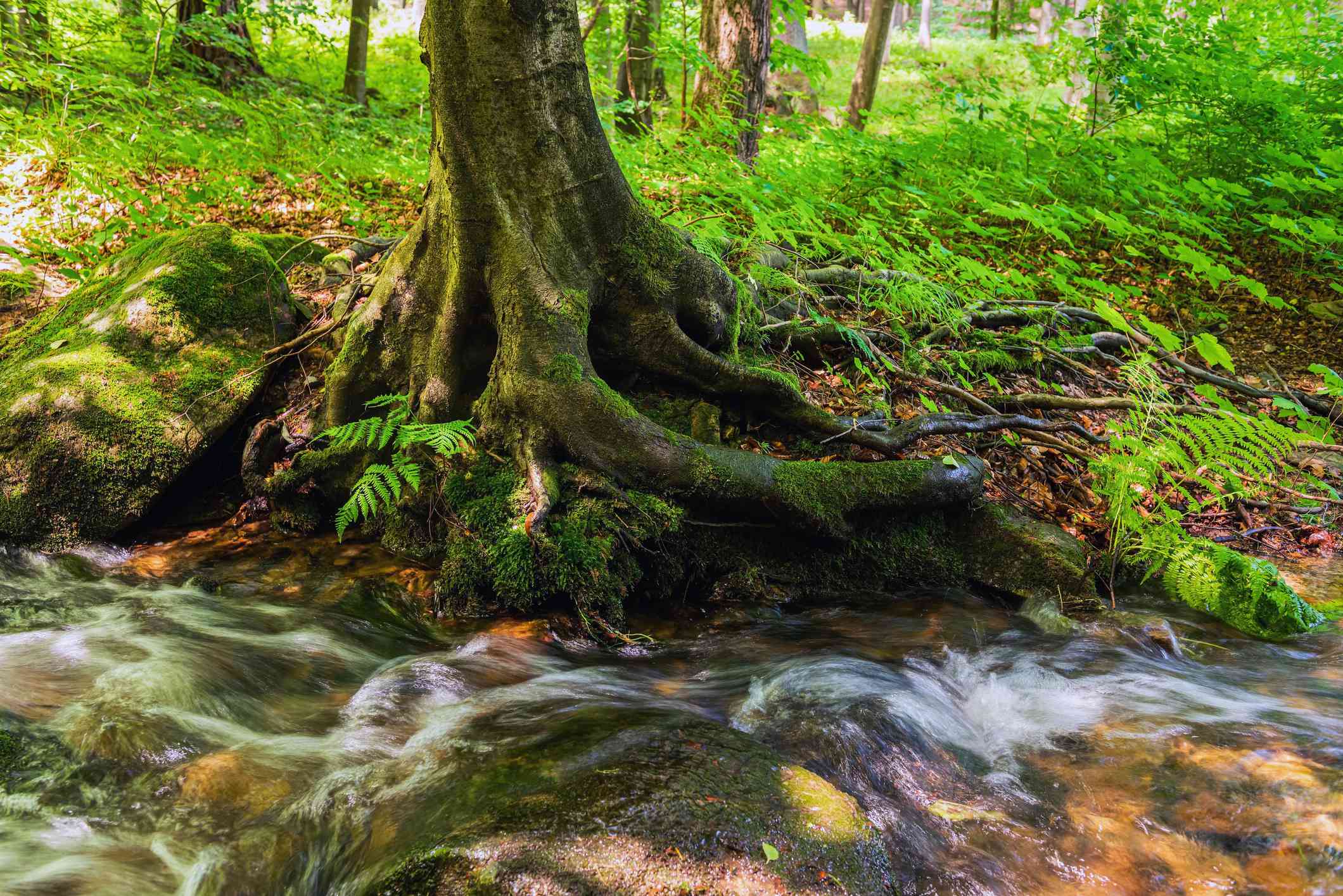 Las raíces de un árbol junto a un arroyo