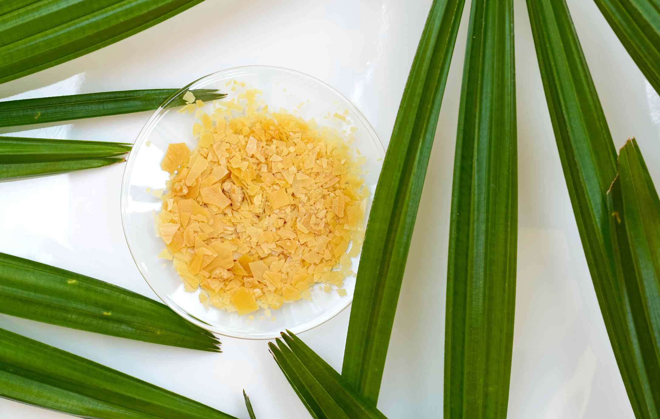 Cera de carnauba orgánica en vidrio de reloj químico y hojas de palmera de hoja ancha sobre mesa blanca de laboratorio
