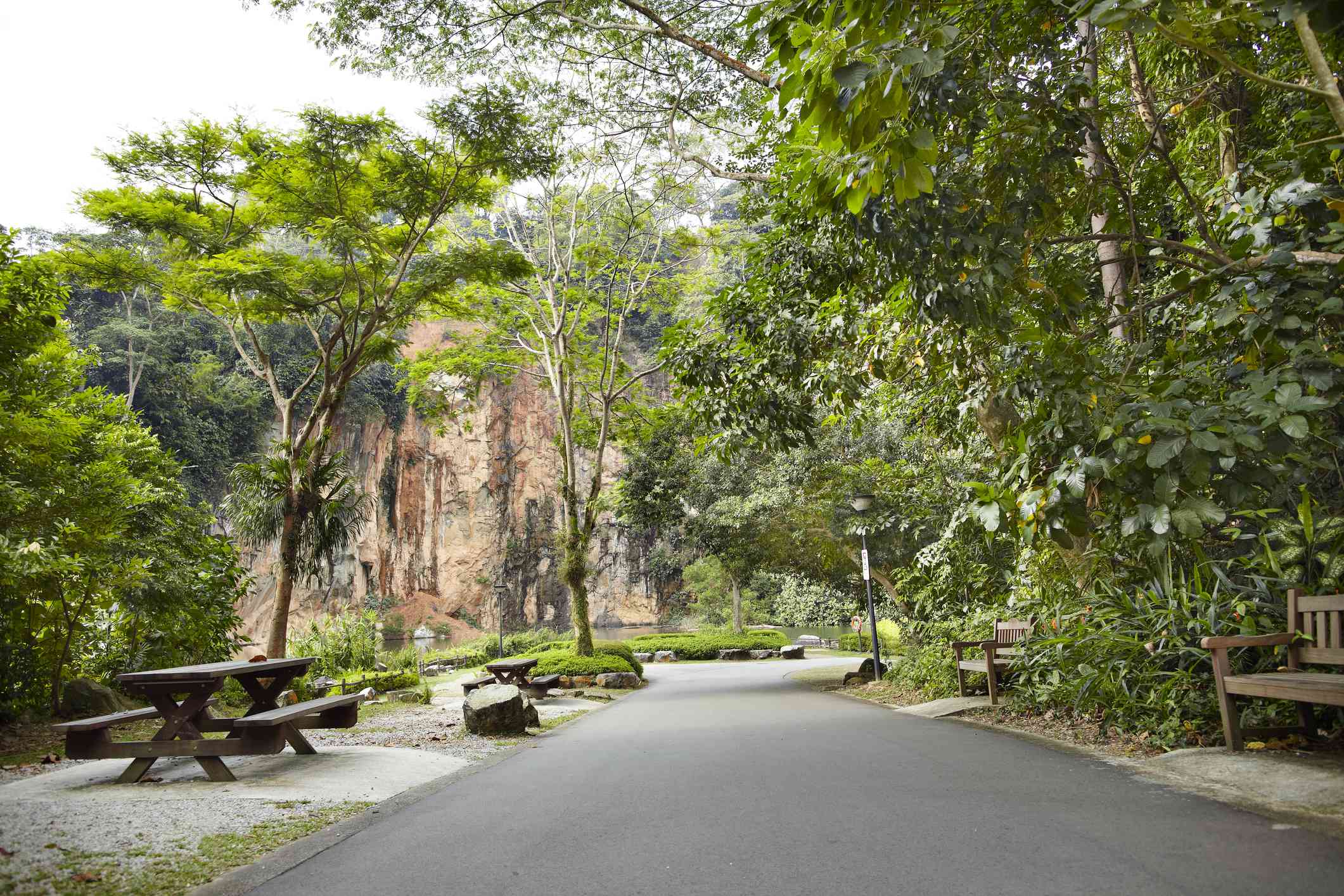 un camino en la Reserva Natural de Bukit Timah con frondosos árboles verdes y una mesa de picnic marrón