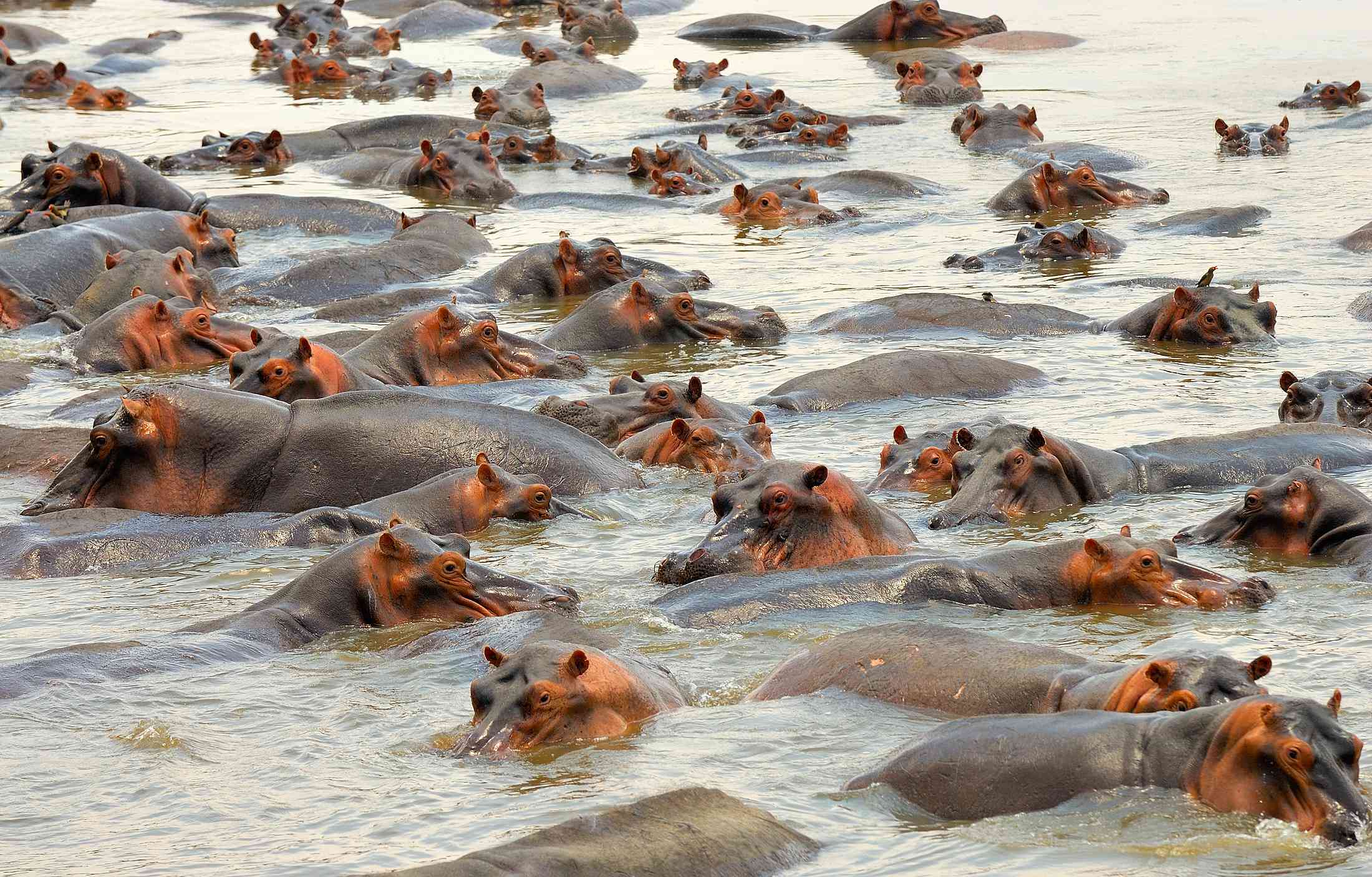 Primer plano de un grupo de hipopótamos en el agua