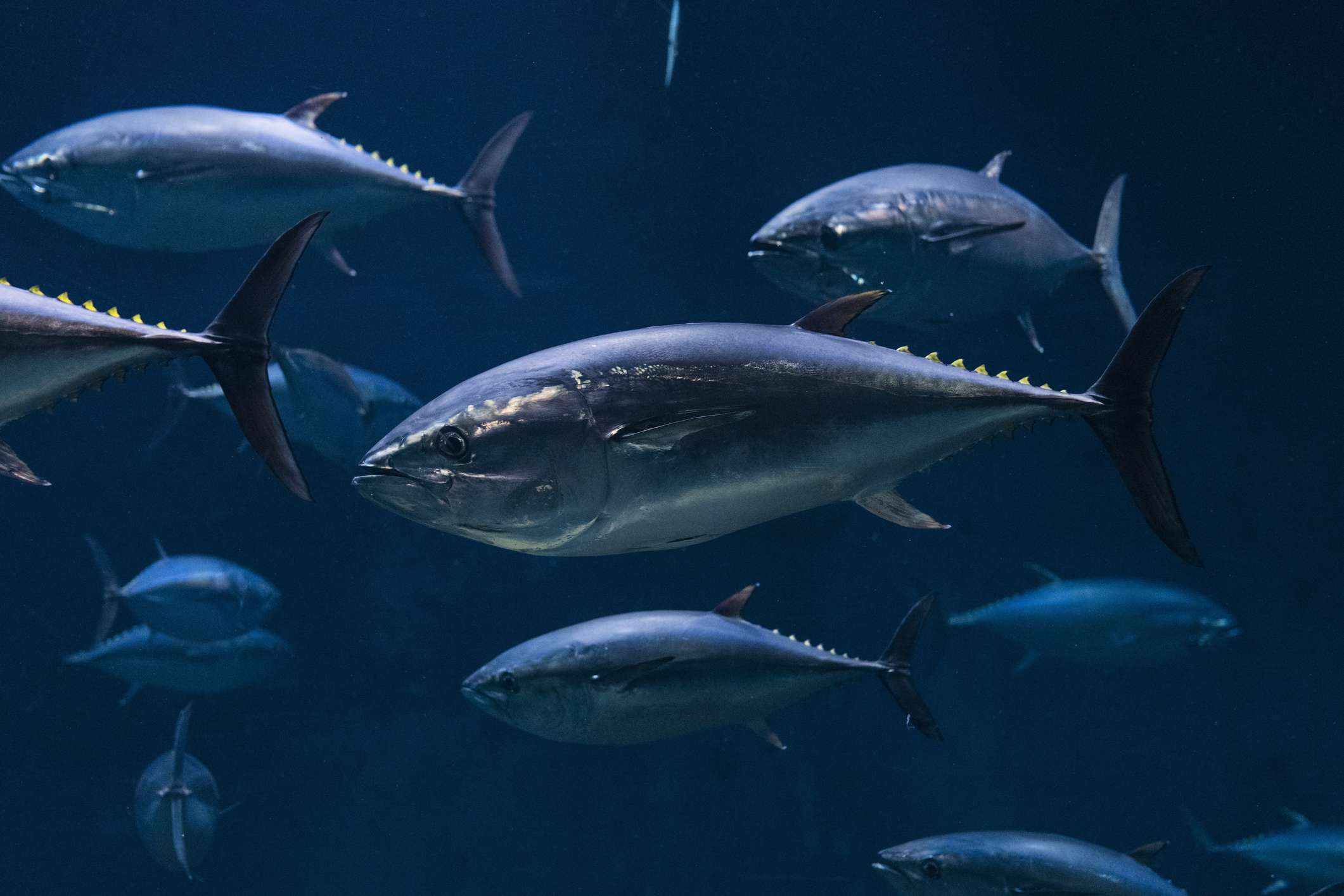 Cardúmenes de atún rojo en mar abierto