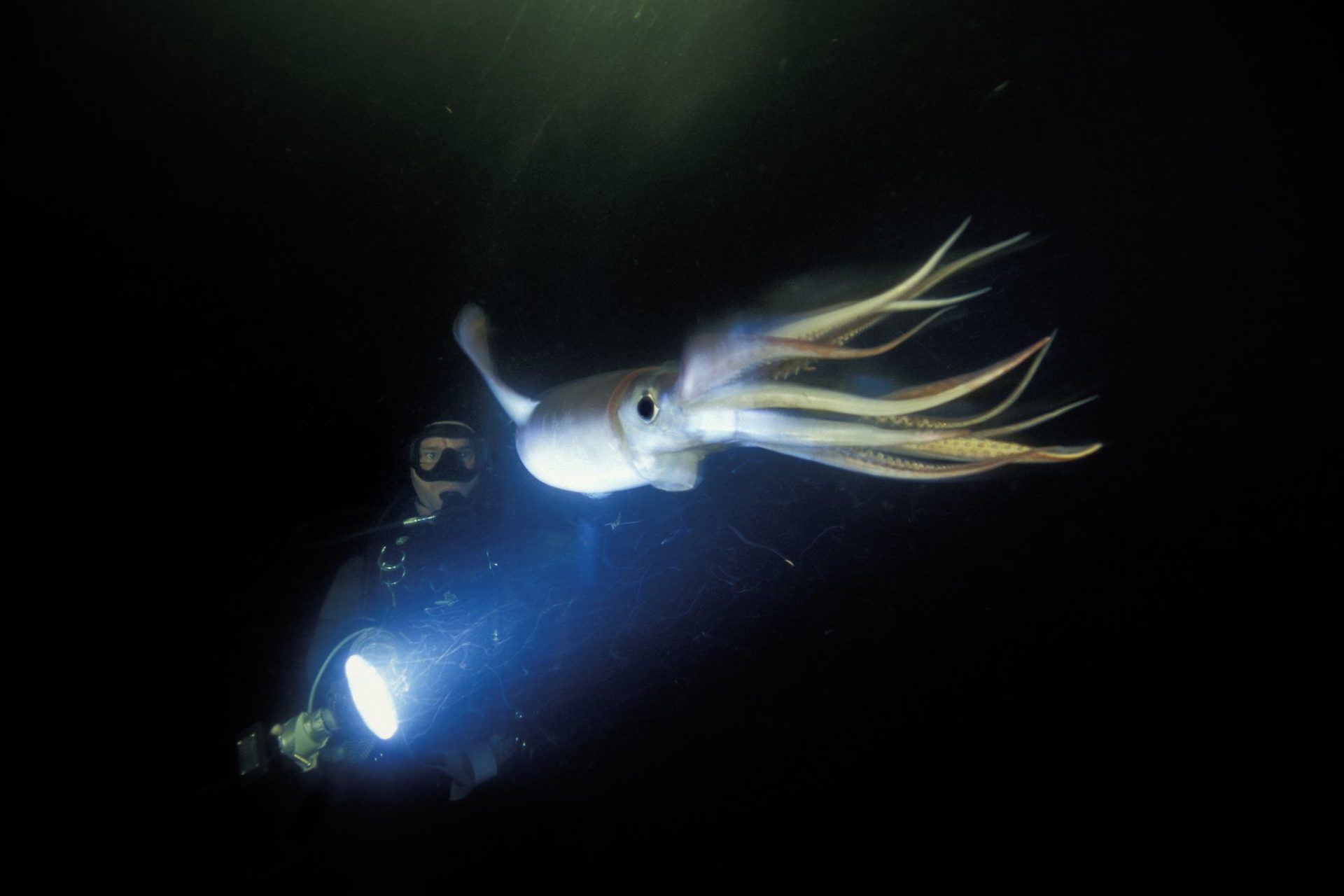 Un calamar de Humboldt en el océano con un buceador iluminándolo con una gran luz