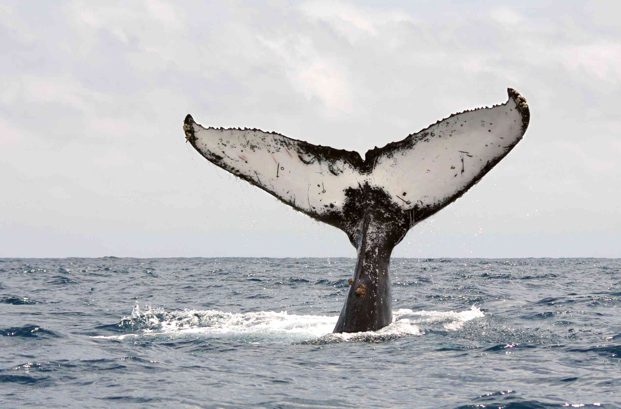 Cola de una ballena jorobada en Ecuador