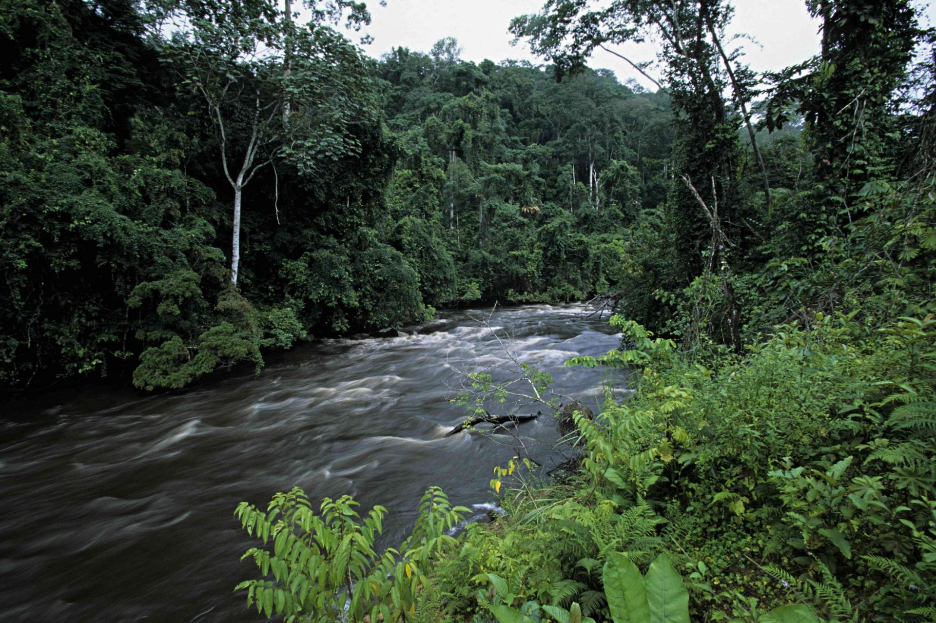 Selva tropical rodeando un río en Gabón, África