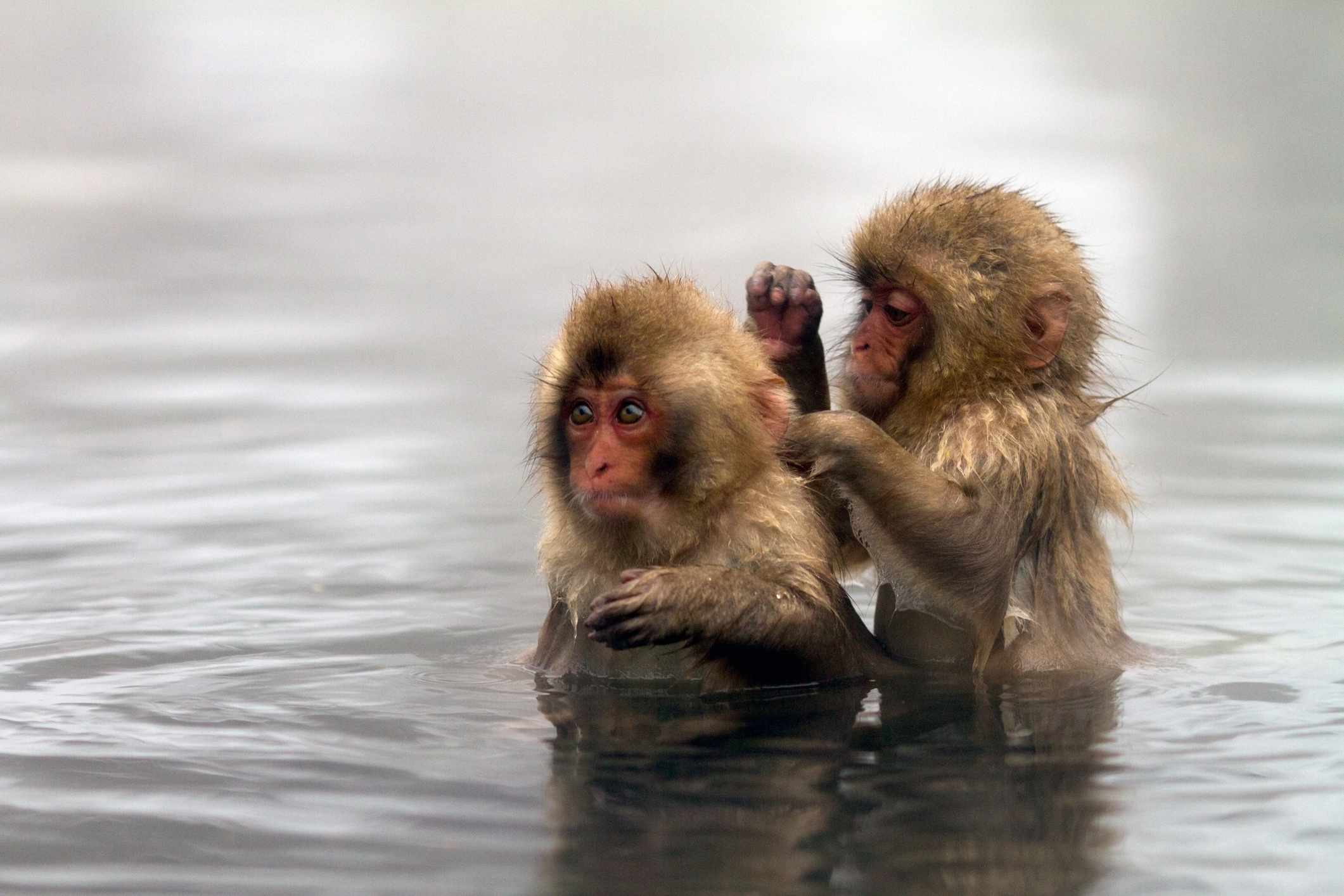 Dos macacos japoneses de pie en el agua, uno limpiando al otro