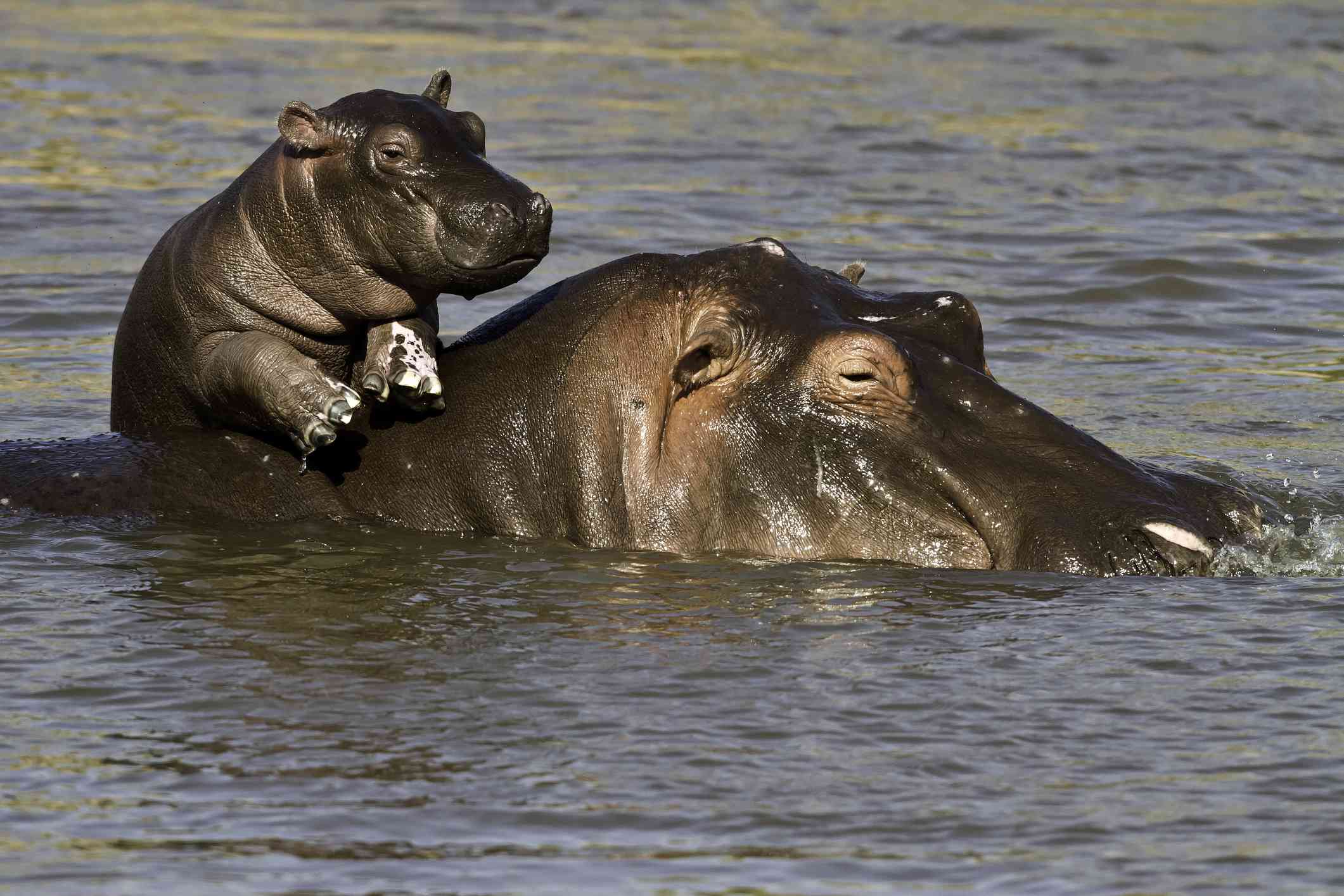 Hipopótamo bebé y madre en el agua