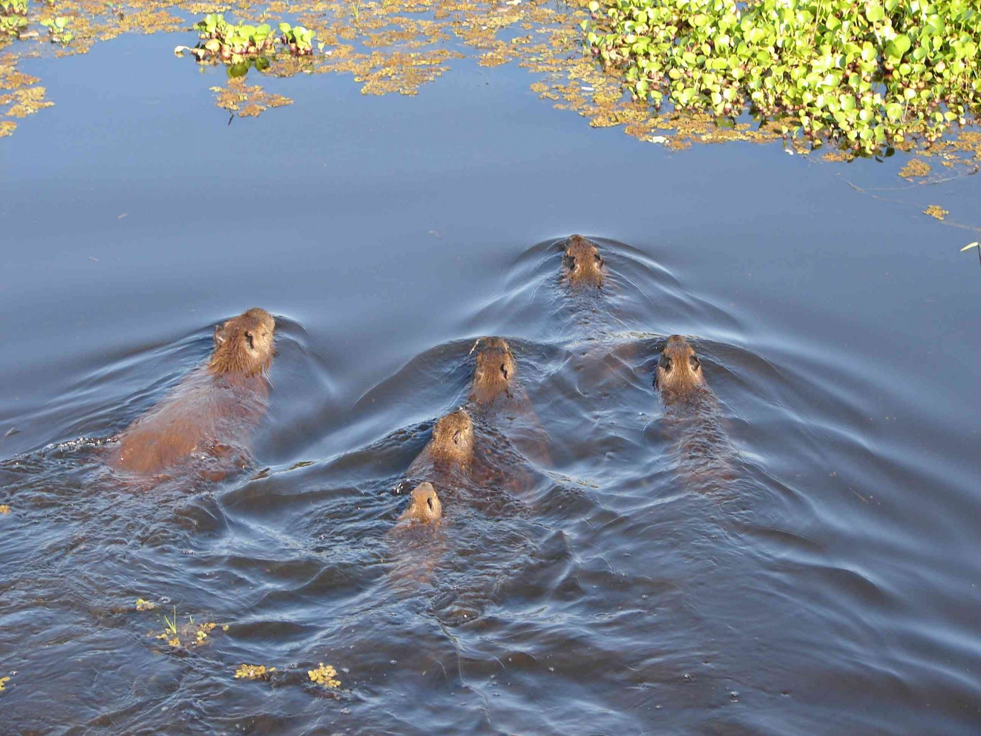familia de cinco crías de capibara y un adulto nadando en el agua cerca de plantas verdes en la orilla