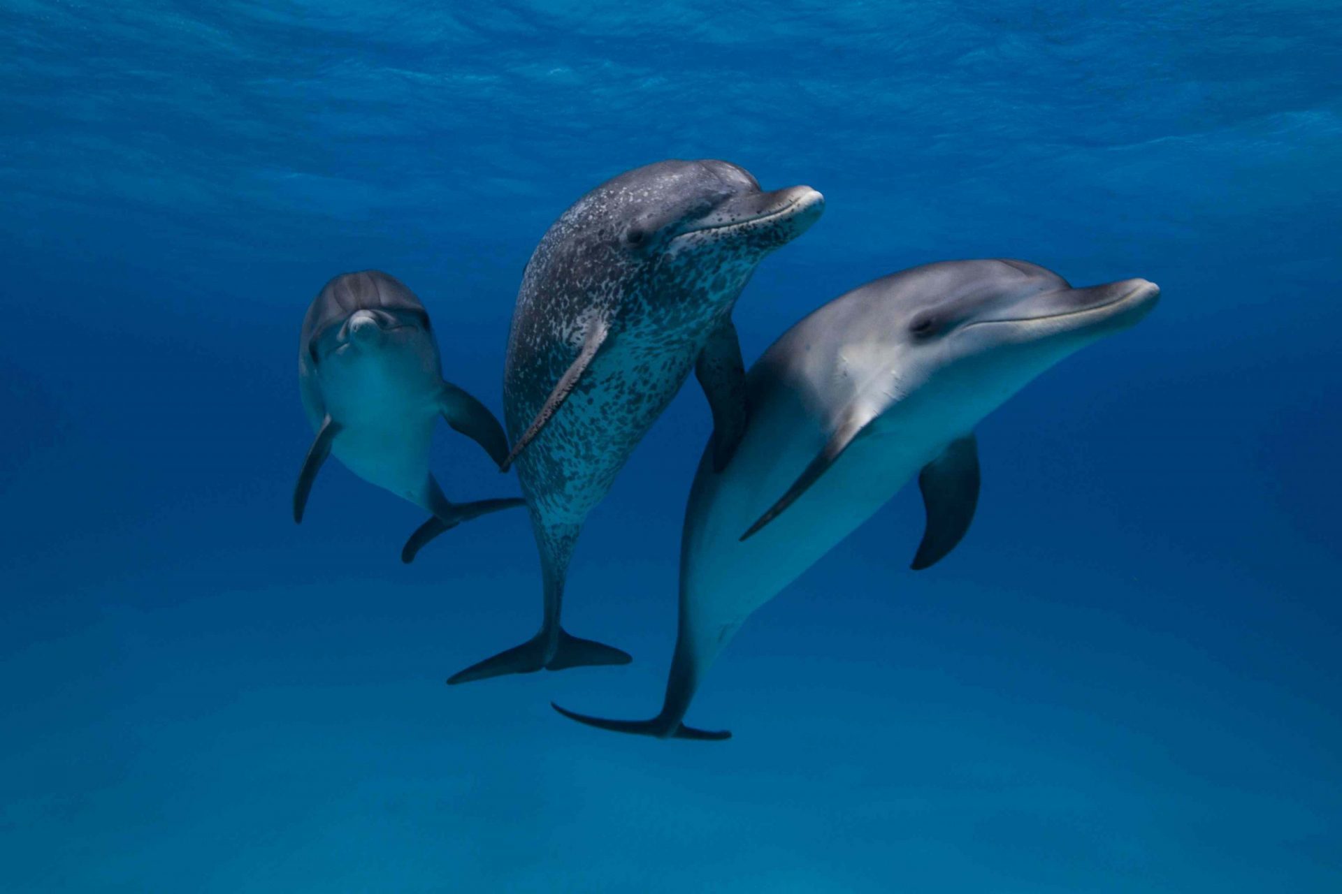 Tres delfines bajo el agua