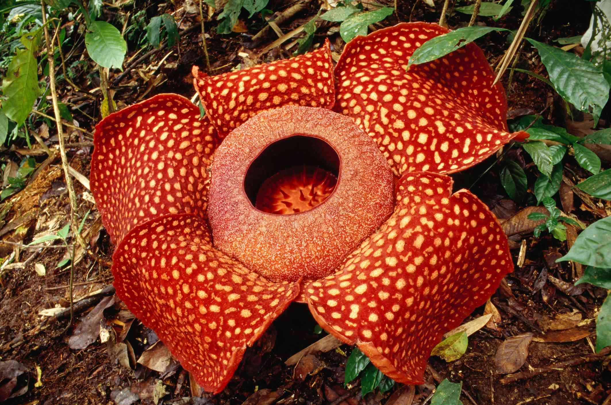 Gran flor de Rafflesia arnoldii en el suelo del bosque