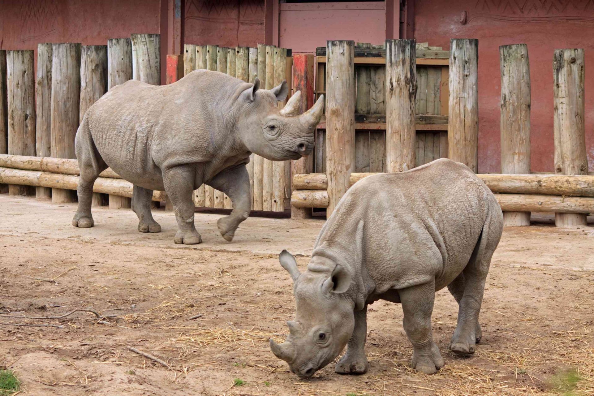 Un rinoceronte de Java y su cría en un recinto de madera