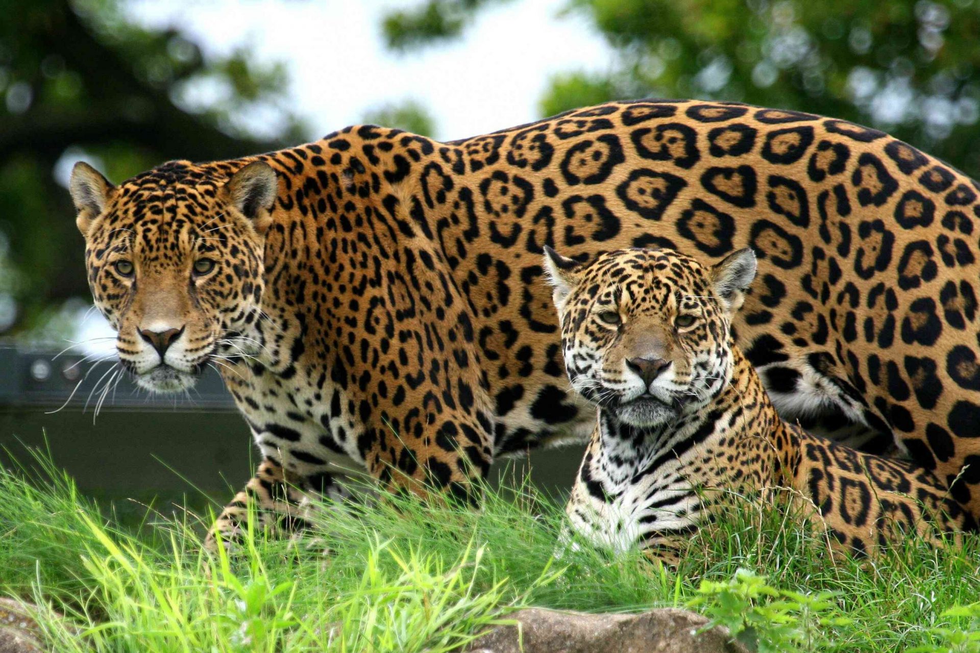 Primer plano de dos jaguares