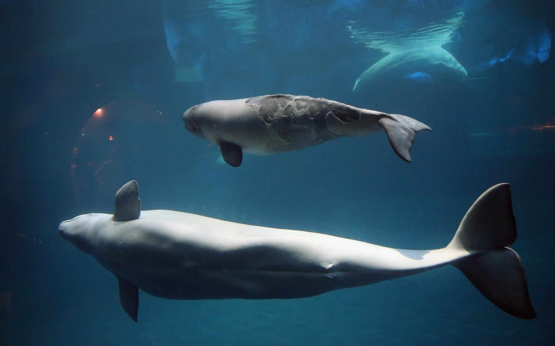 Madre y cría de beluga nadando juntas bajo el agua en el Acuario Shedd