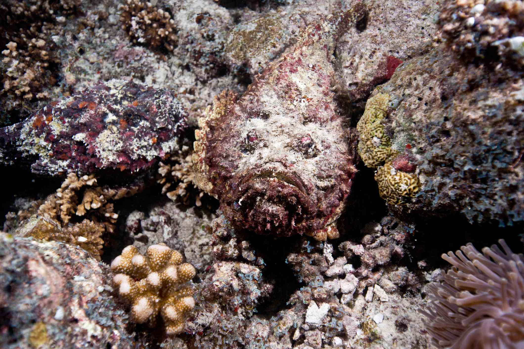 Pez piedra escondido entre corales rojos, dorados y verdes