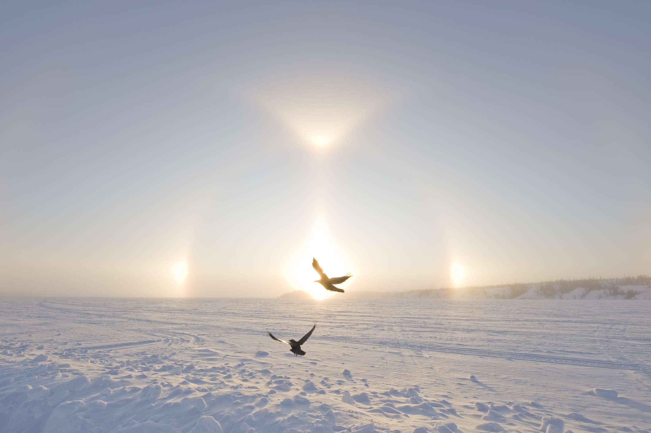 Dos cuervos volando a través de un Sundog -luces brillantes que aparecen a ambos lados de un amanecer- sobre la nieve del Gran Lago de los Esclavos en el Ártico canadiense.
