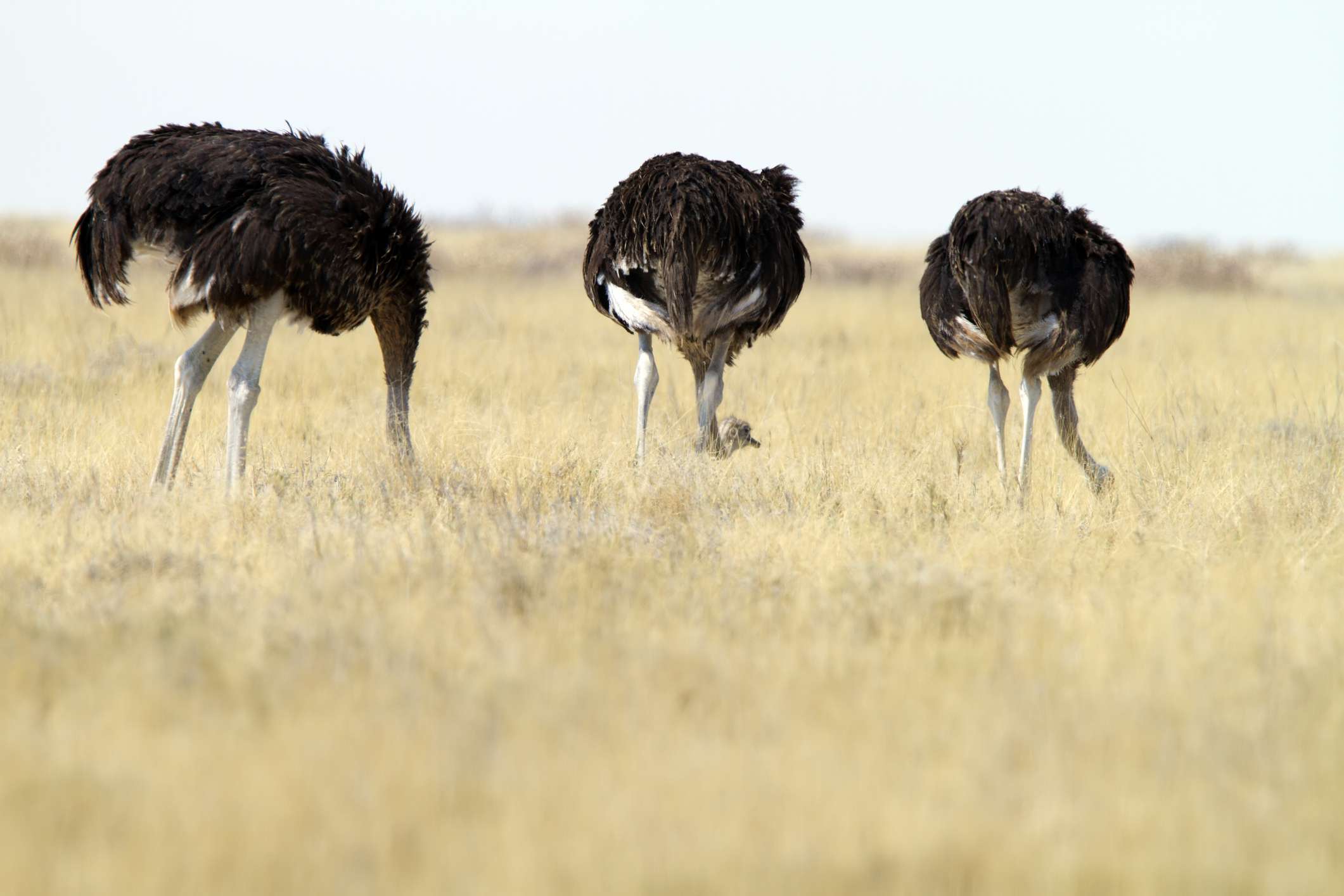 Tres avestruces con la cabeza hacia abajo