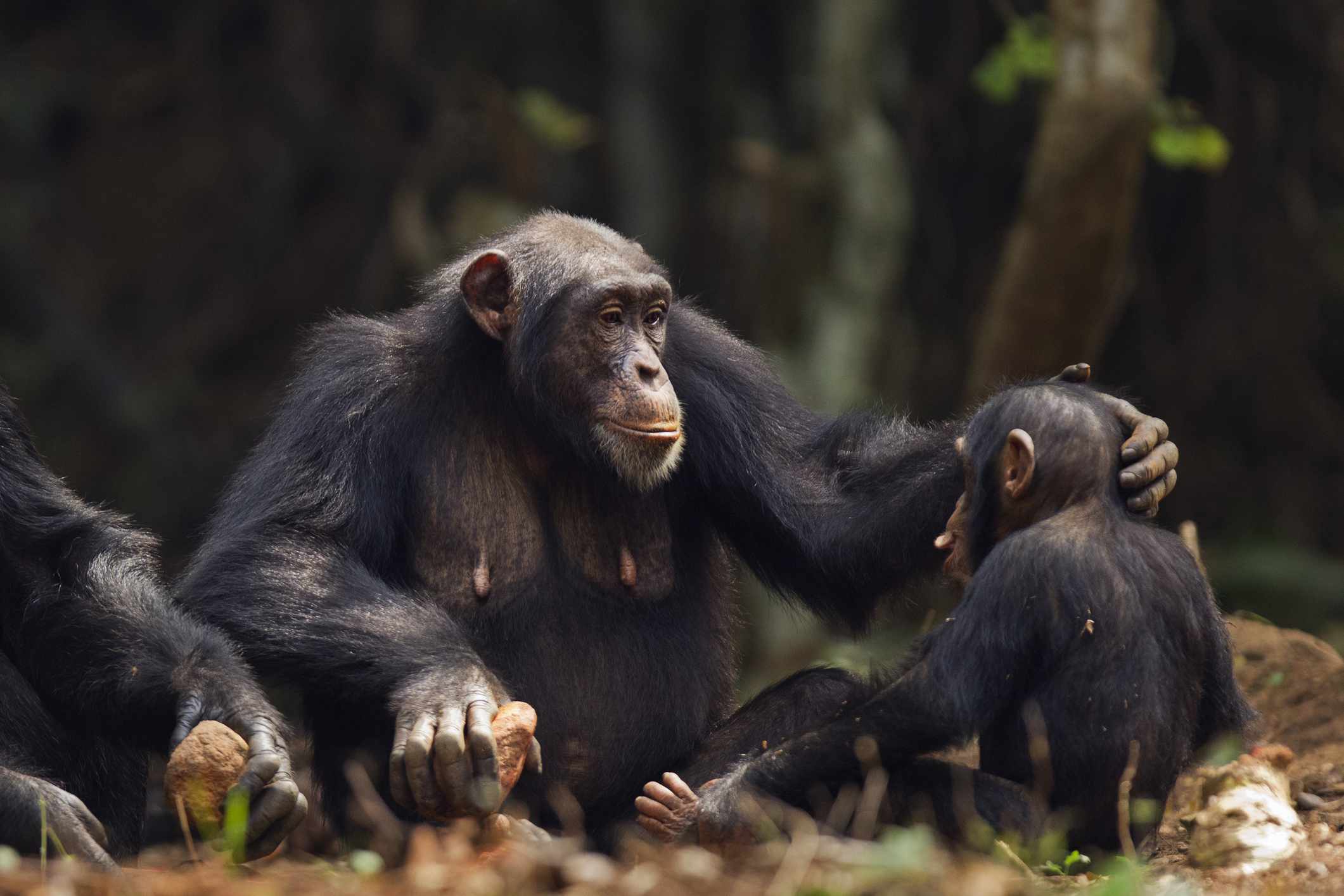 Una madre chimpancé consolando a su bebé frotándole la cabeza