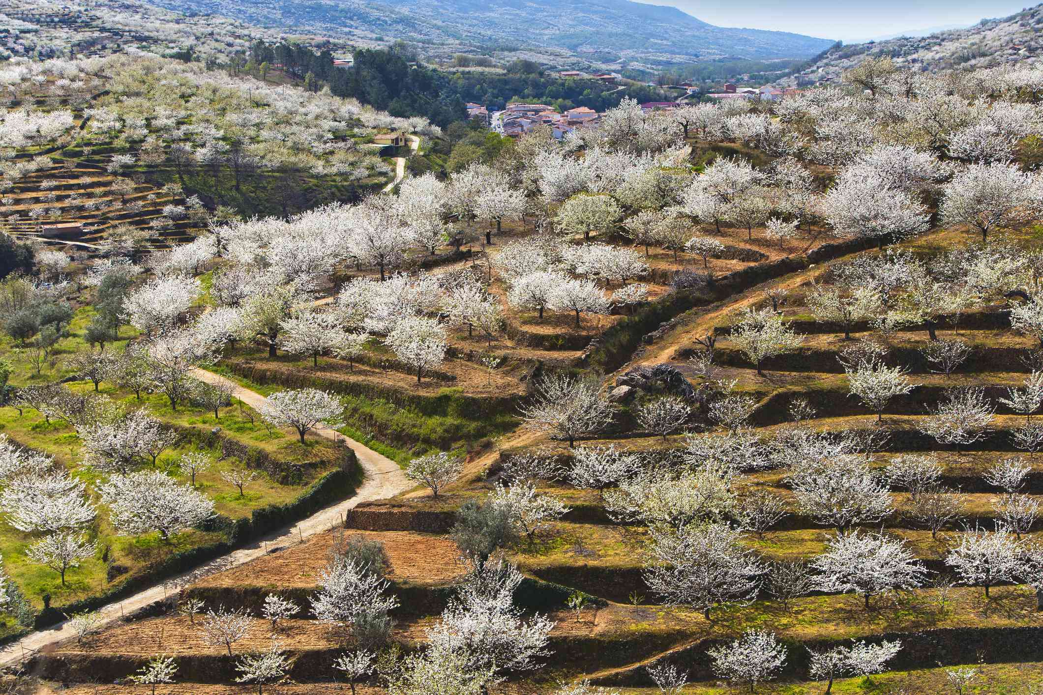 Cerezos blancos en flor que florecen en un jardín en terrazas excavado en las montañas del Valle del Jerte