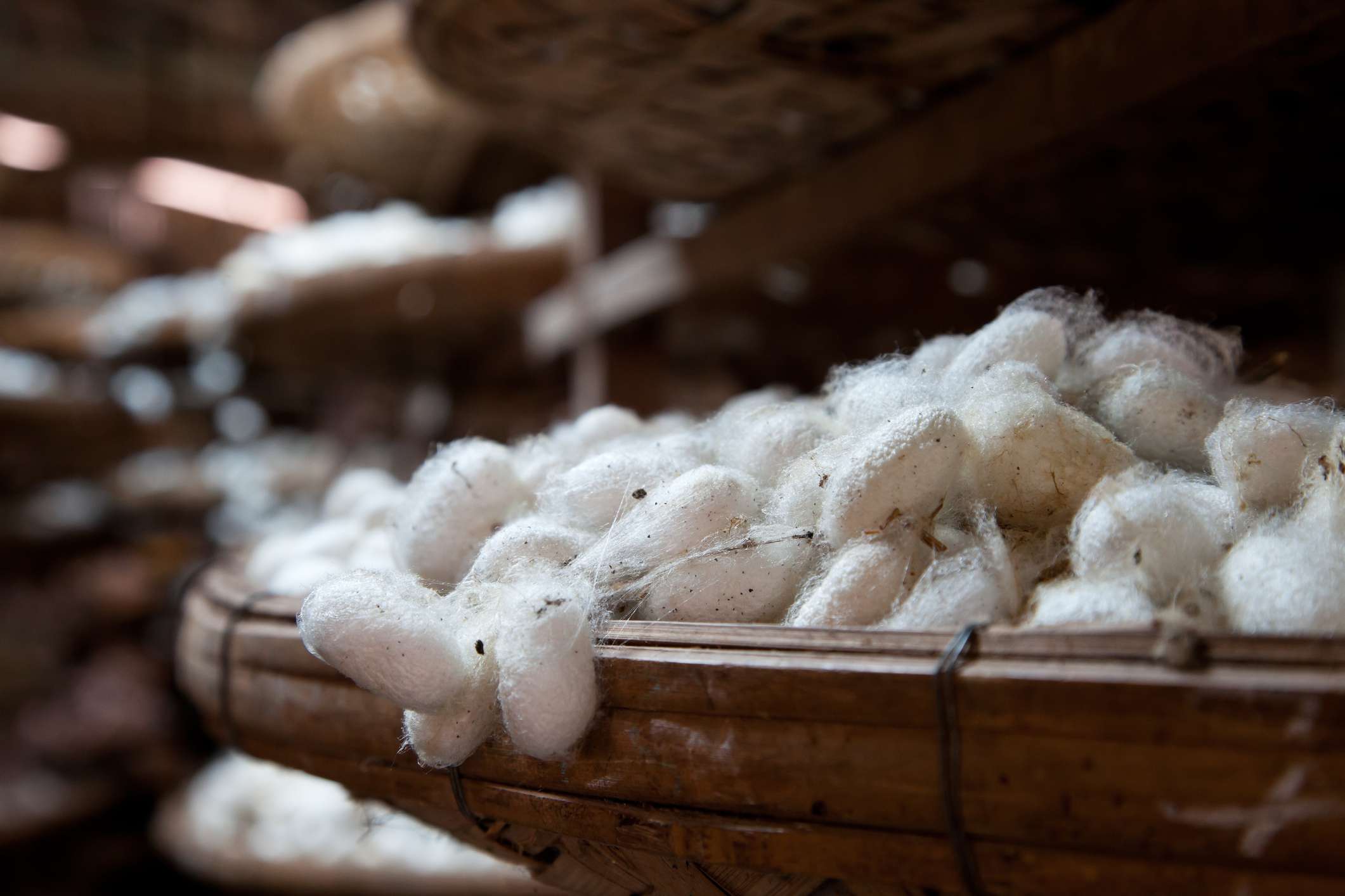 Capullos de gusanos de seda en una fábrica de seda