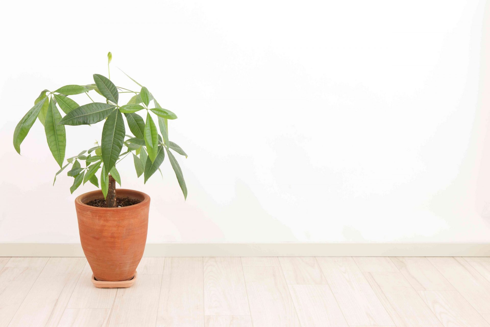 Una planta de castaño de Guayana sentada en el suelo frente a una pared blanca