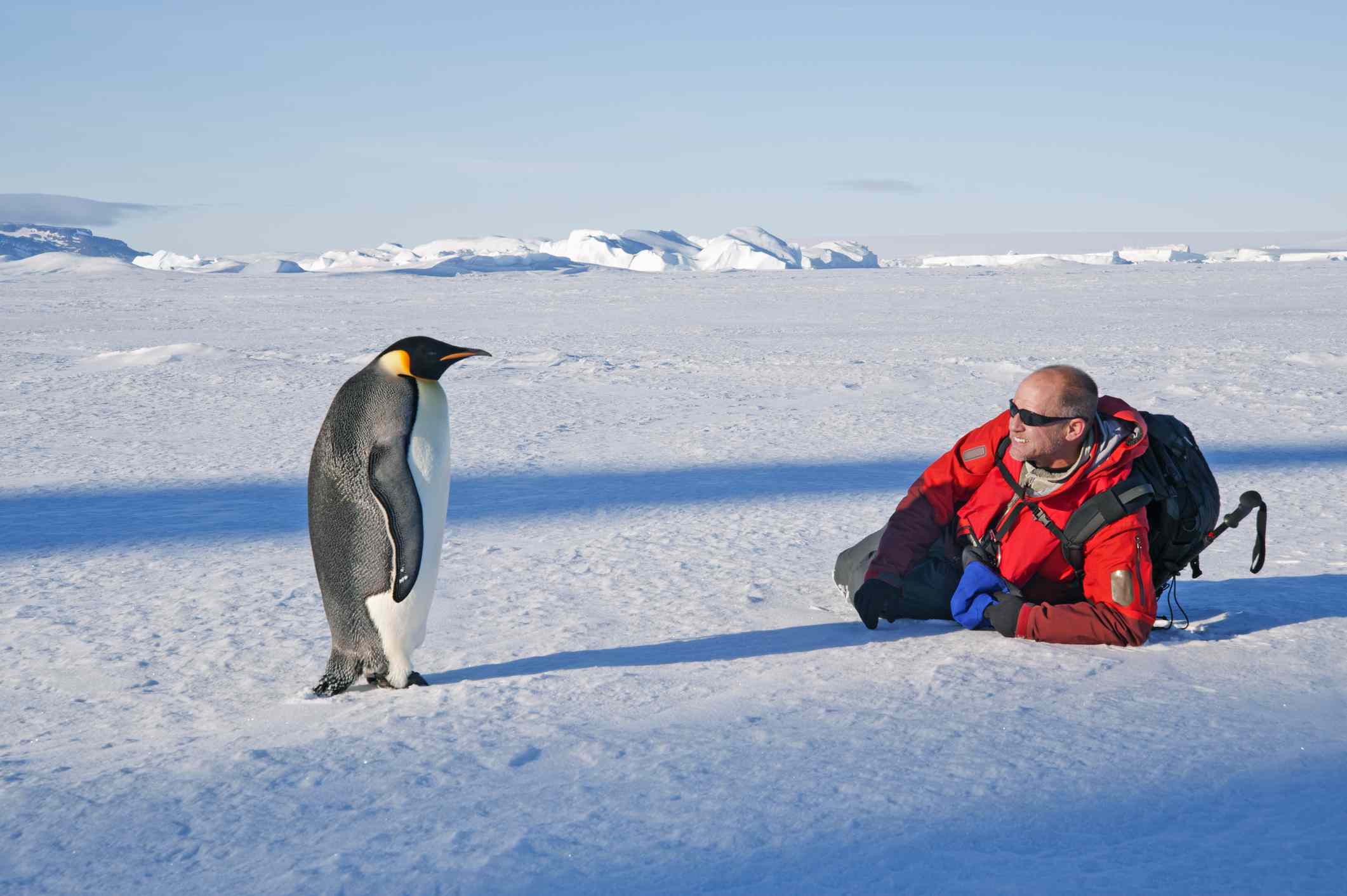 Un hombre tumbado de lado en el hielo, cerca de un pingüino emperador inmóvil