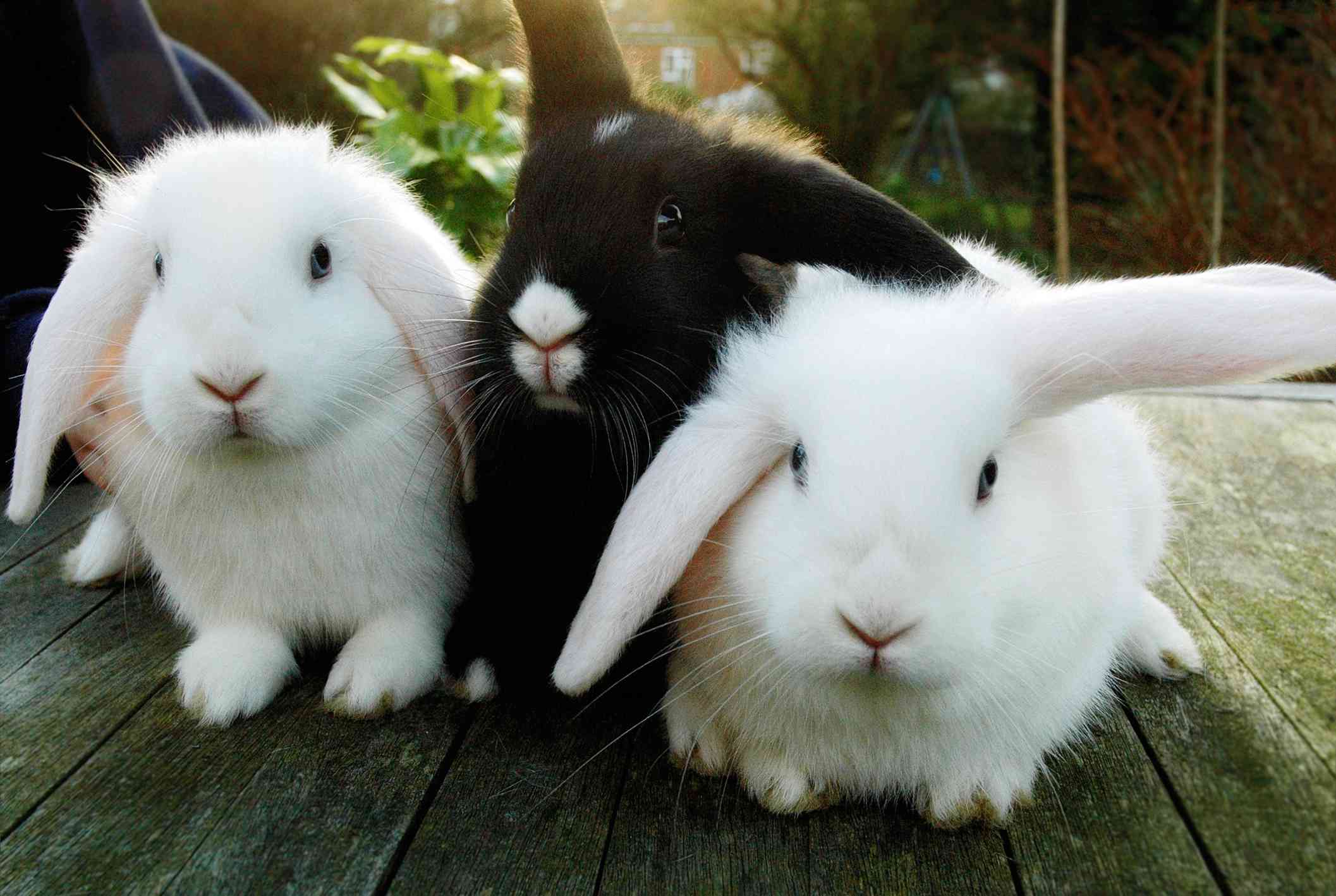 3 conejos sentados en una terraza