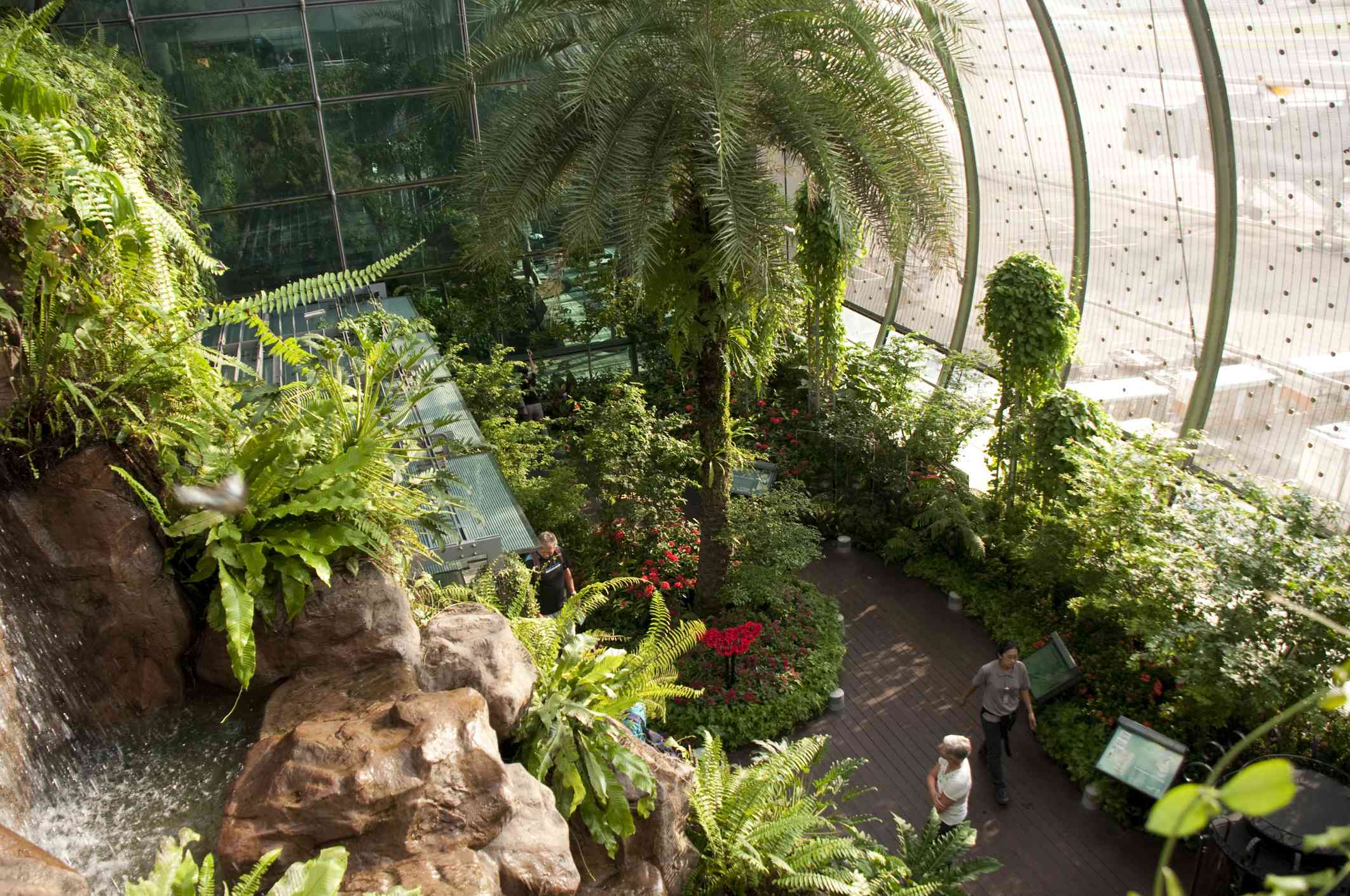una ventana de cristal curvado, exuberante vegetación ,y helechos del Jardín de Mariposas del Aeropuerto Changi de Singapur