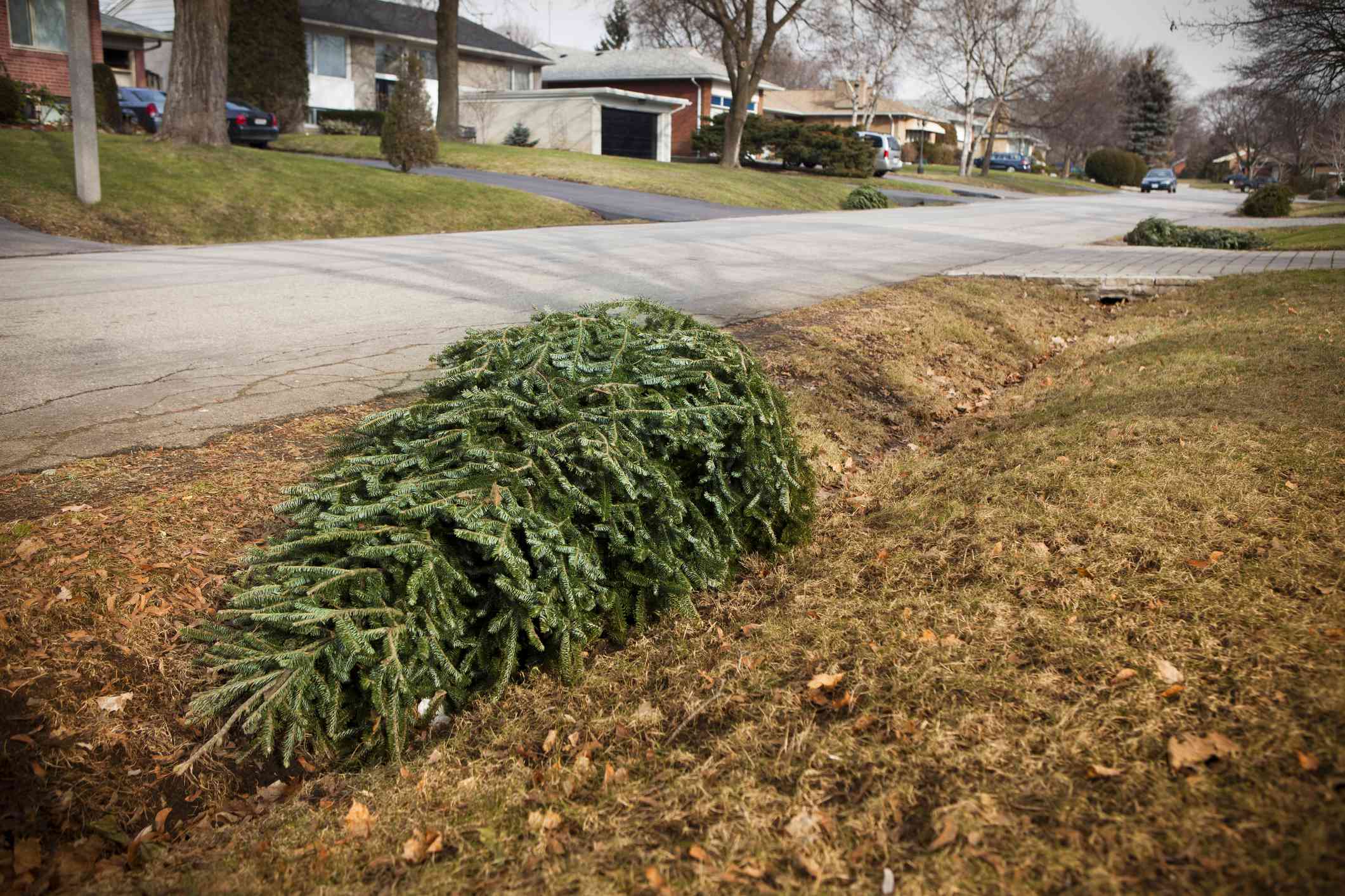 viejo árbol de Navidad tumbado de lado junto a la calzada de los suburbios para su recogida de reciclaje
