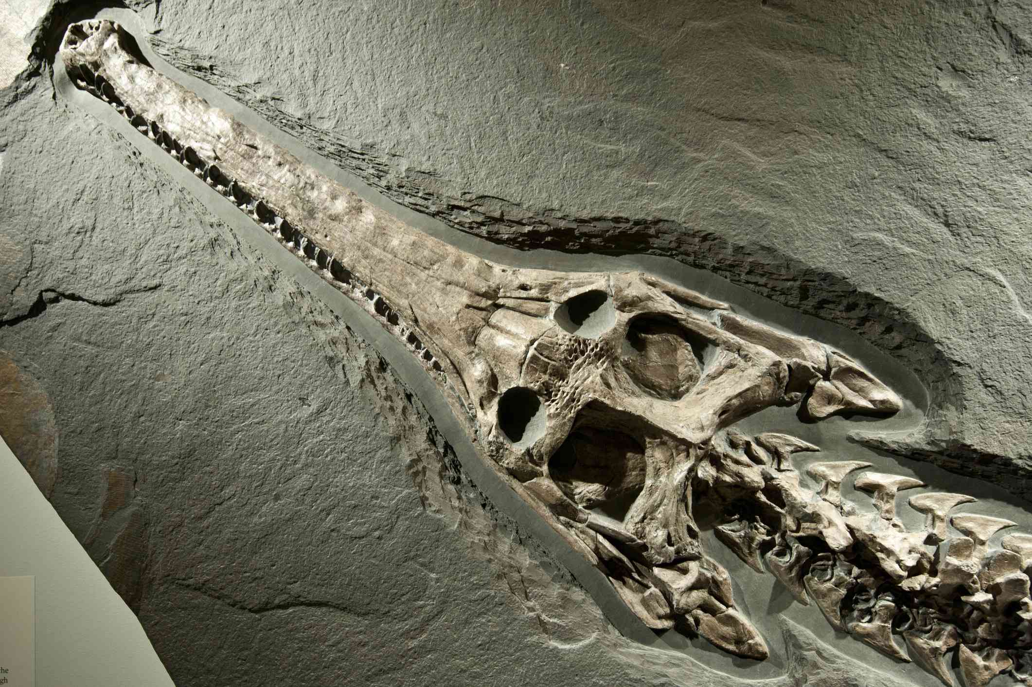 Antiguo fósil de cocodrilo