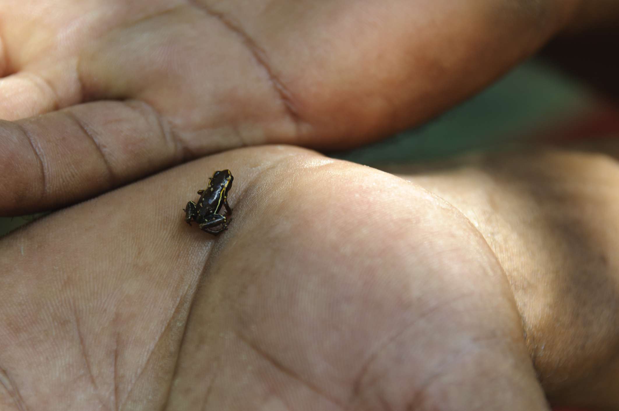 Una Eleuth de Monte Iberia negra y dorada, la rana más pequeña del mundo en una mano humana