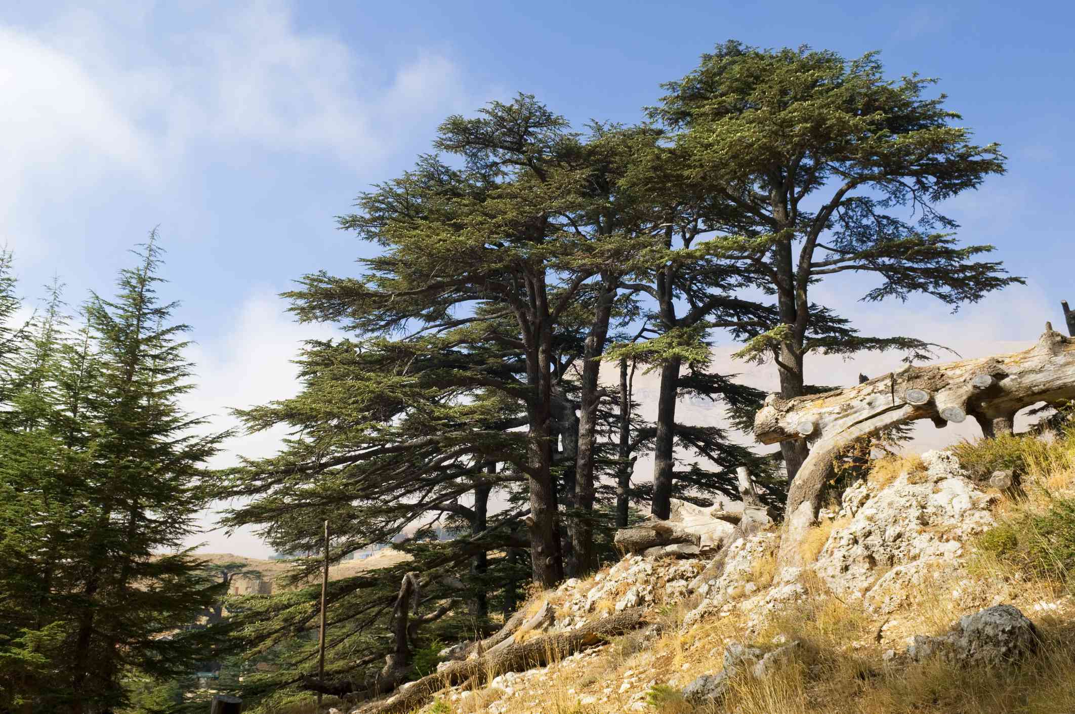 Bosque de cedros antiguos en el Líbano