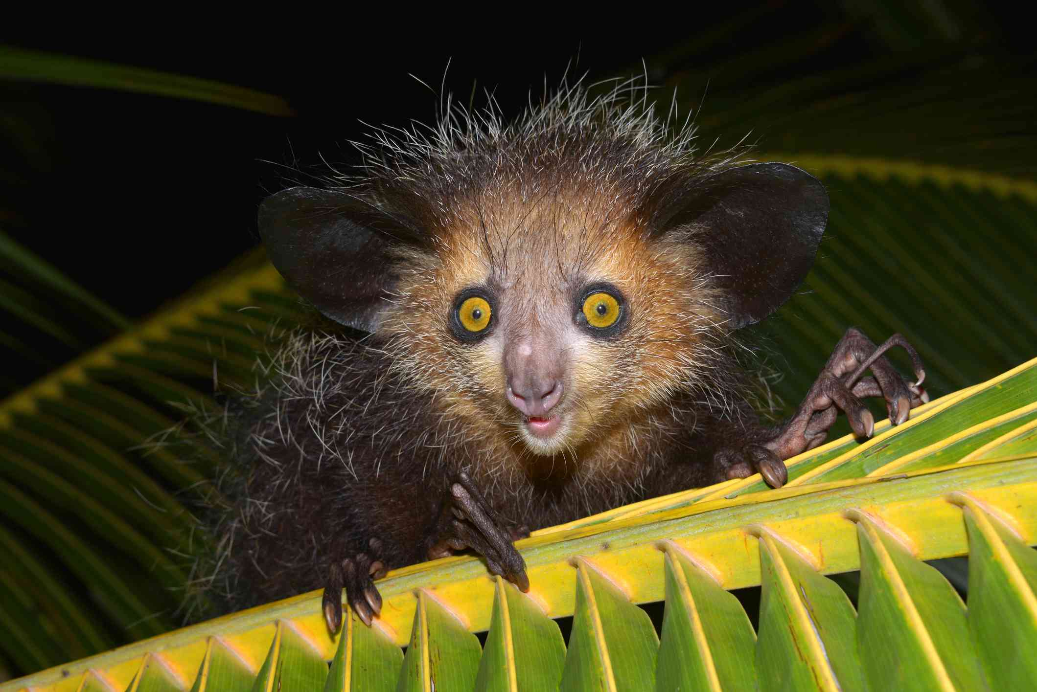 Un aye-aye mirando al frente con pequeños ojos amarillos y diminutas patas sentado en una hoja de palmera.