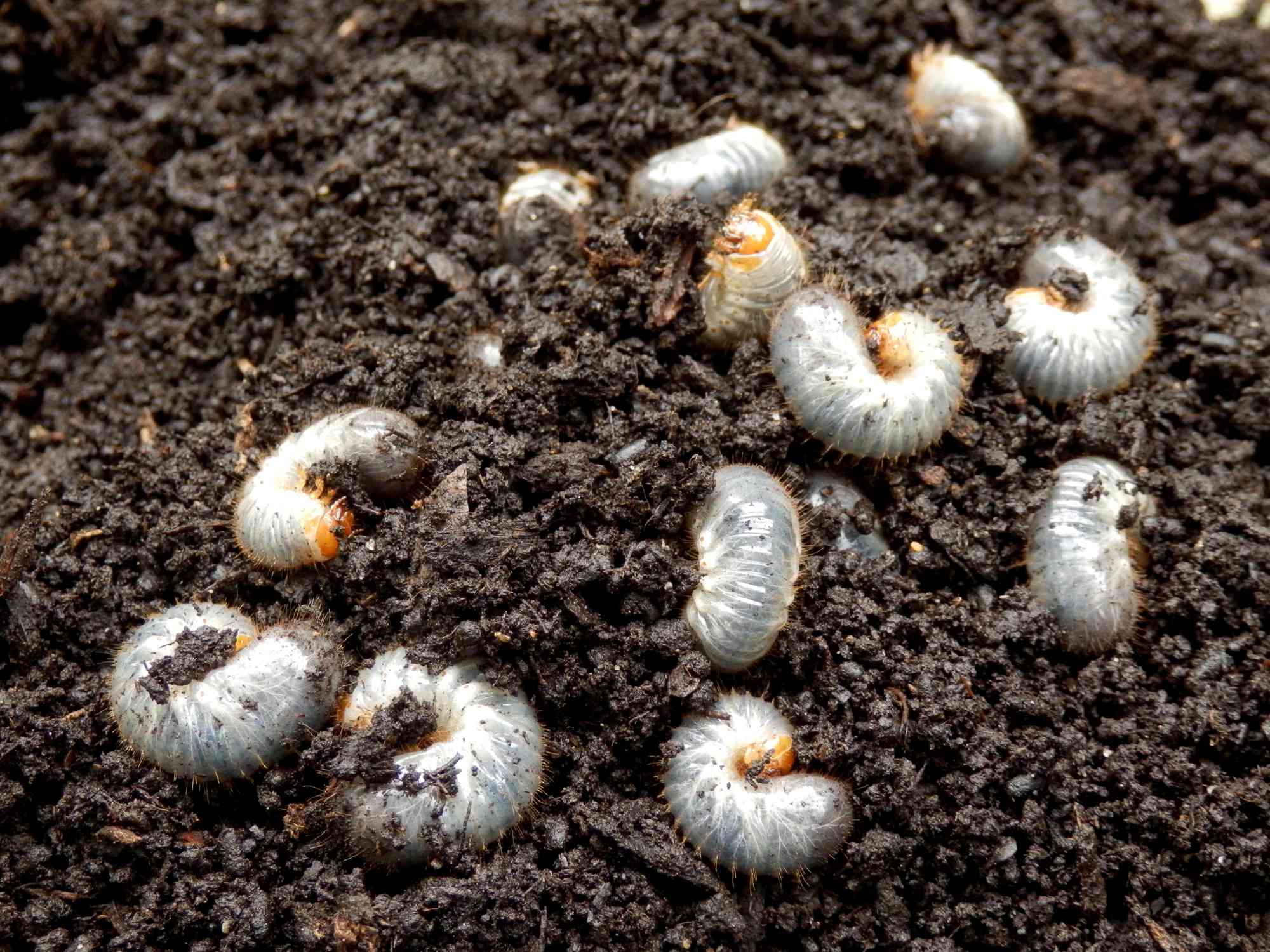 Varias larvas de un escarabajo barrenador en la tierra