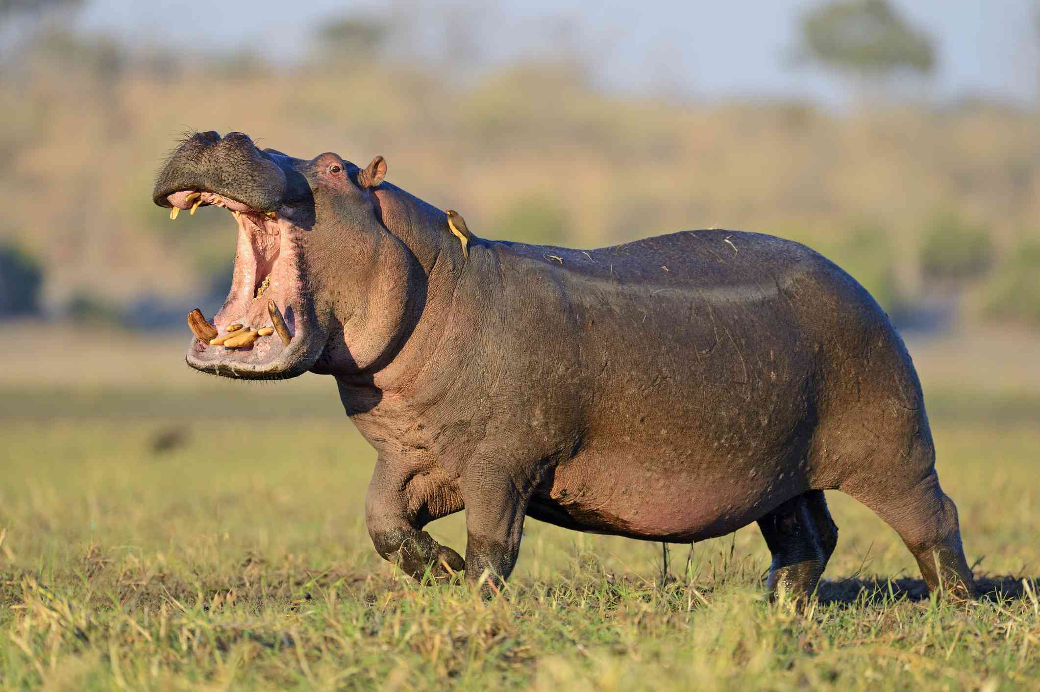 Primer plano de un hipopótamo salvaje con la boca abierta
