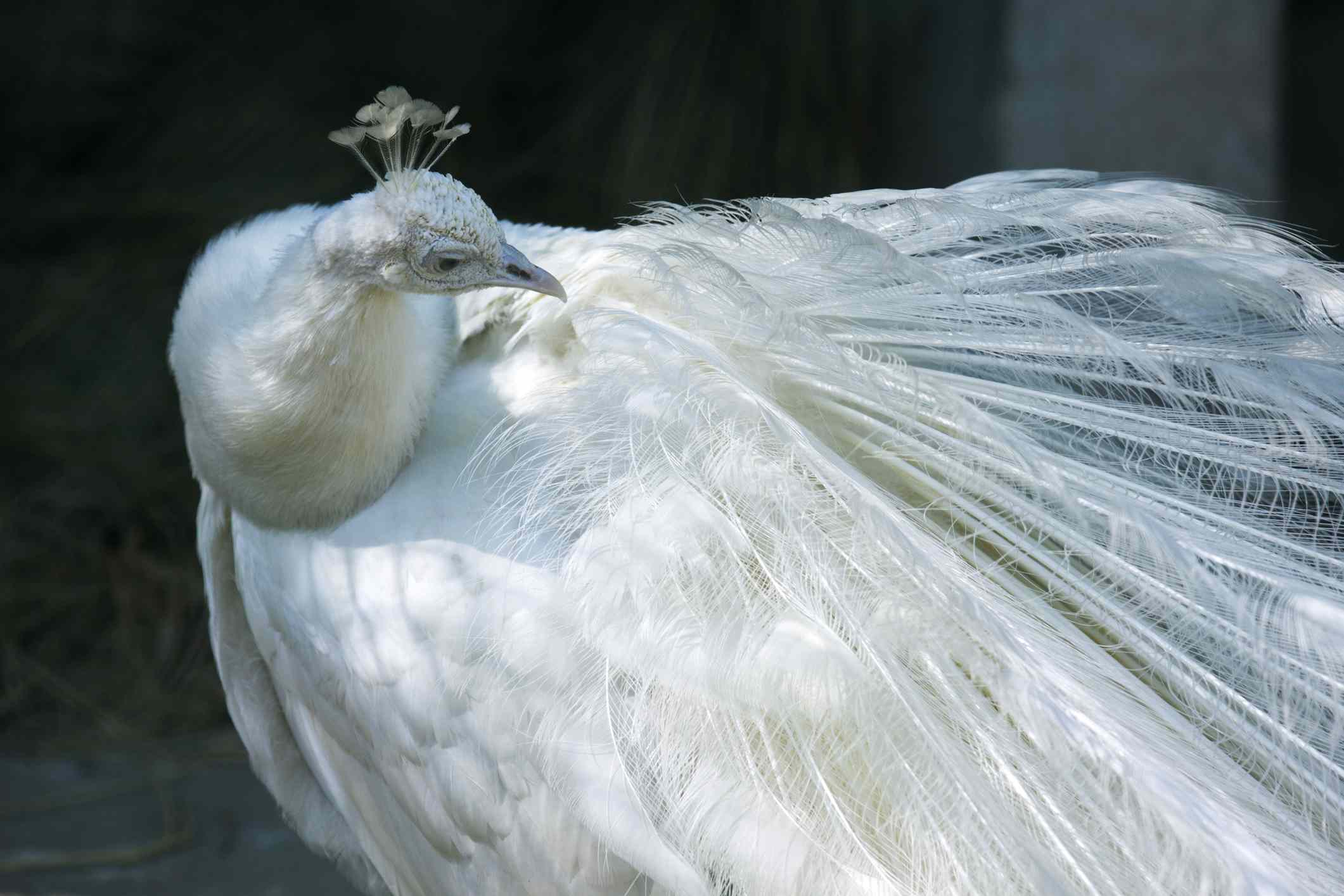 Un pavo real blanco con las plumas recogidas