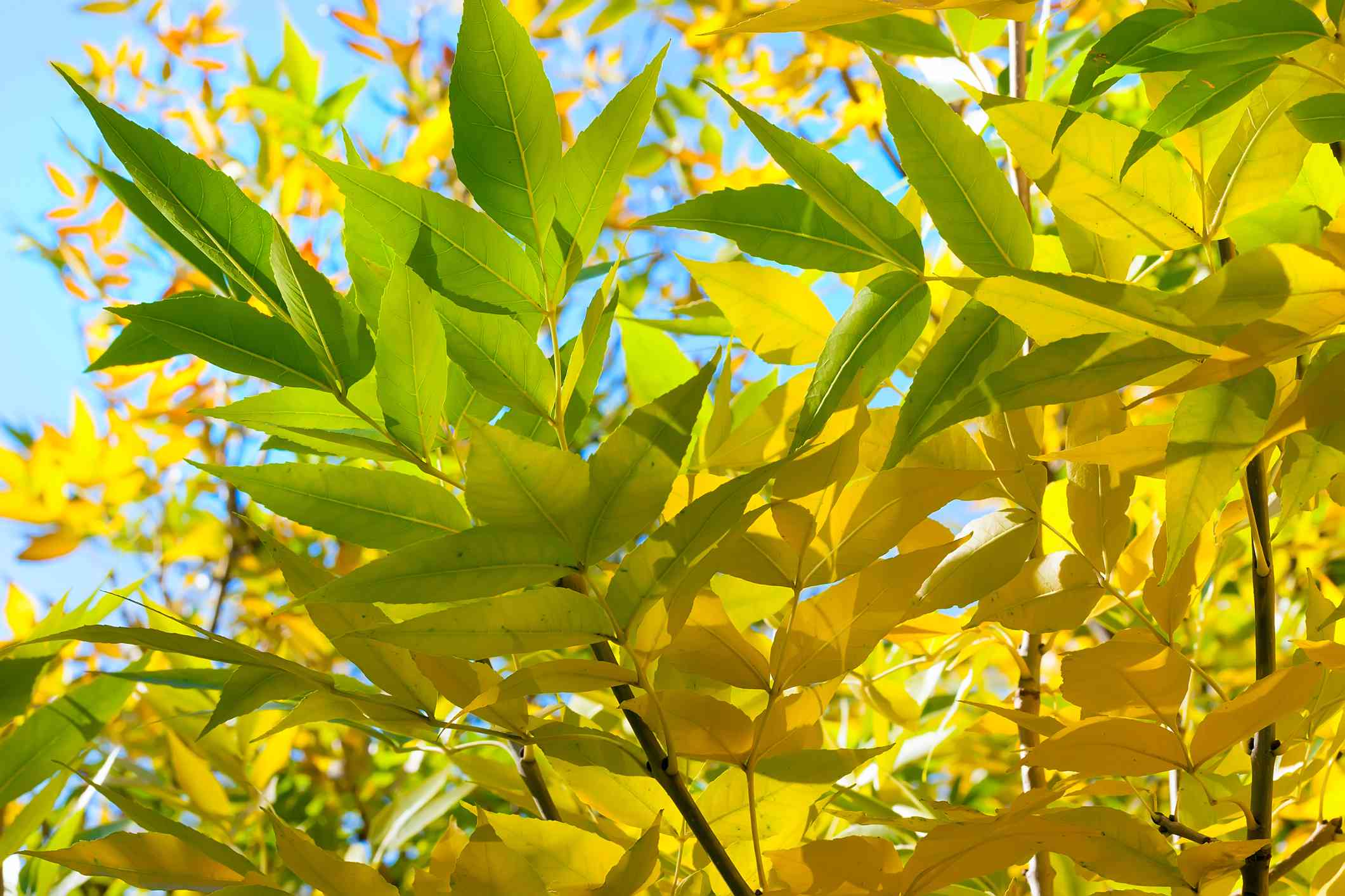 Detalle de las hojas de boj que amarillean