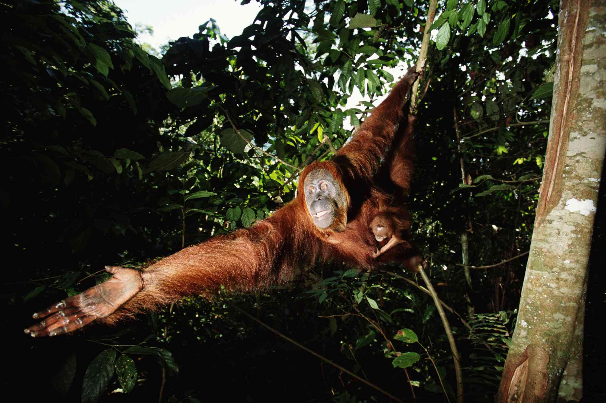 Orangután hembra extendiendo el brazo con su bebé
