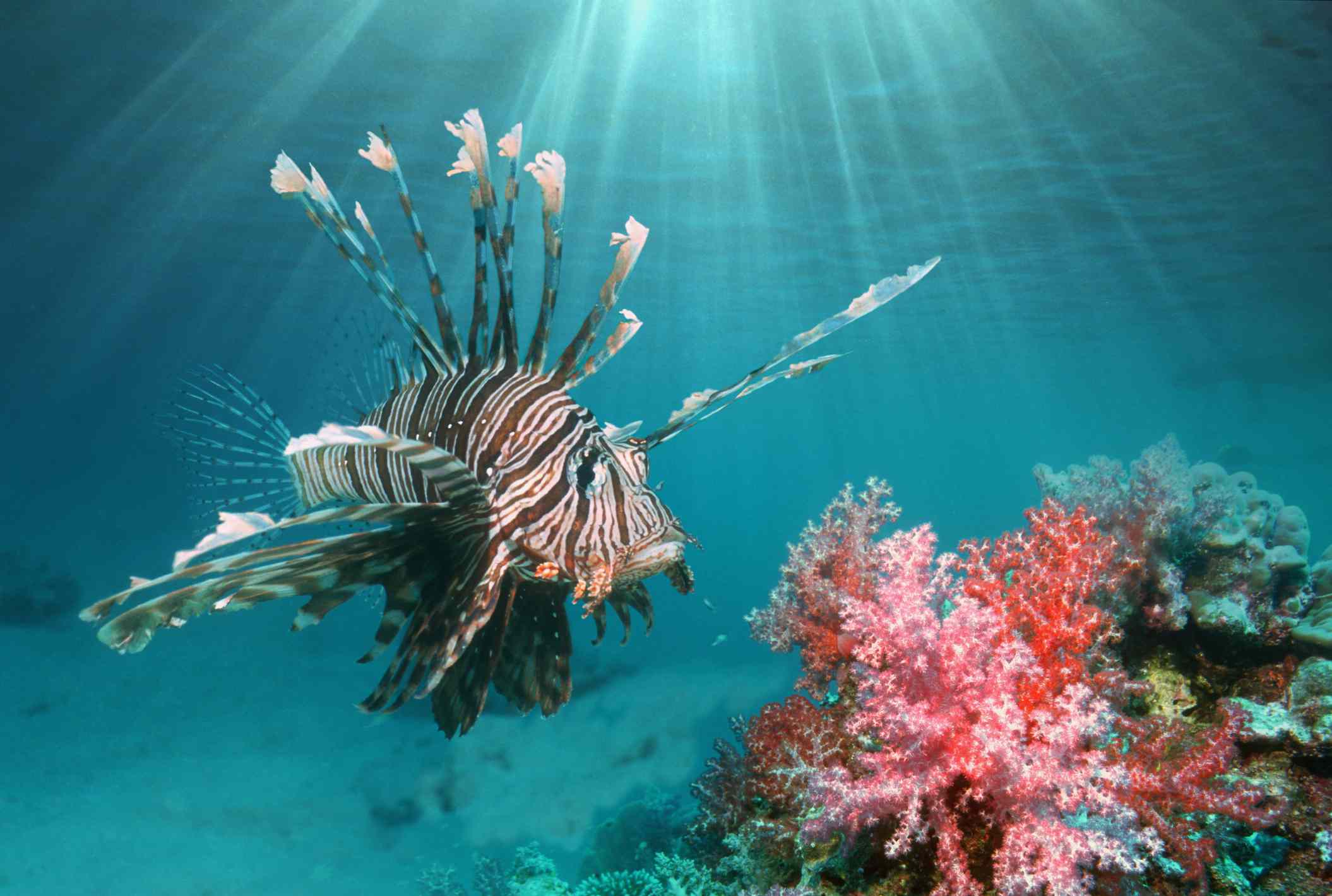 Un pez león nadando entre corales rosas y rojos