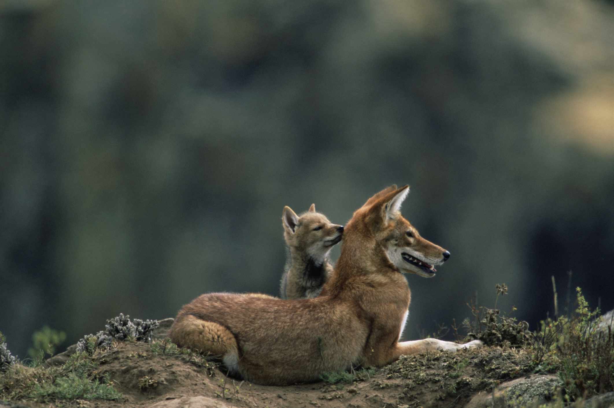 Un lobo etíope y su cachorro en el Parque Nacional de las Montañas de Bale, Etiopía.