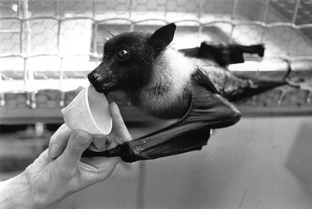 Un murciélago bebe de una taza