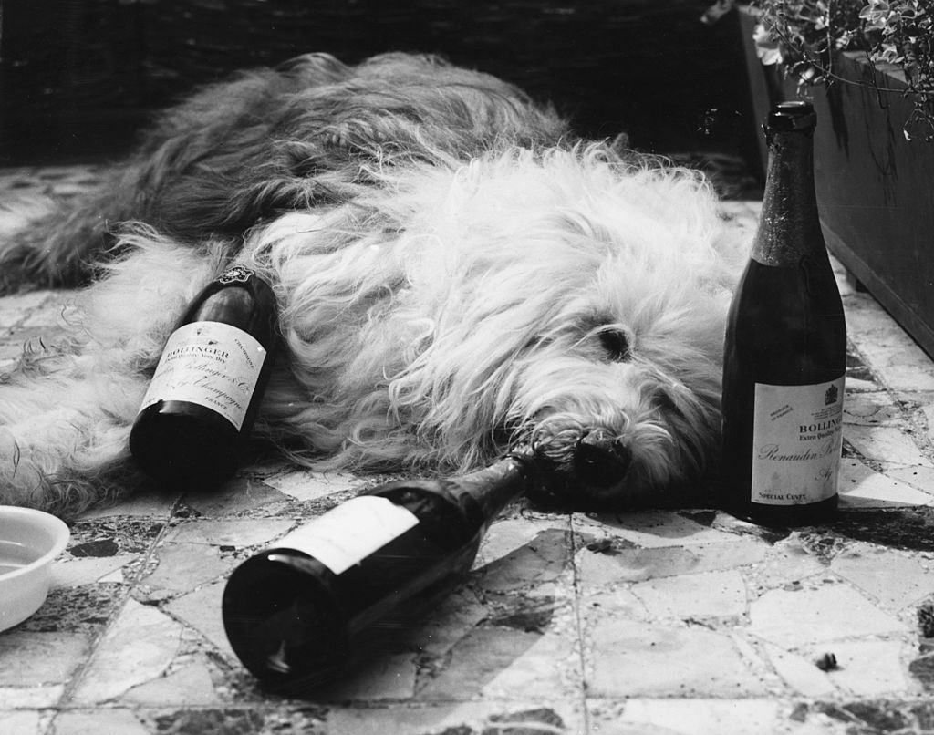 Un perro tumbado de lado entre botellas de vino
