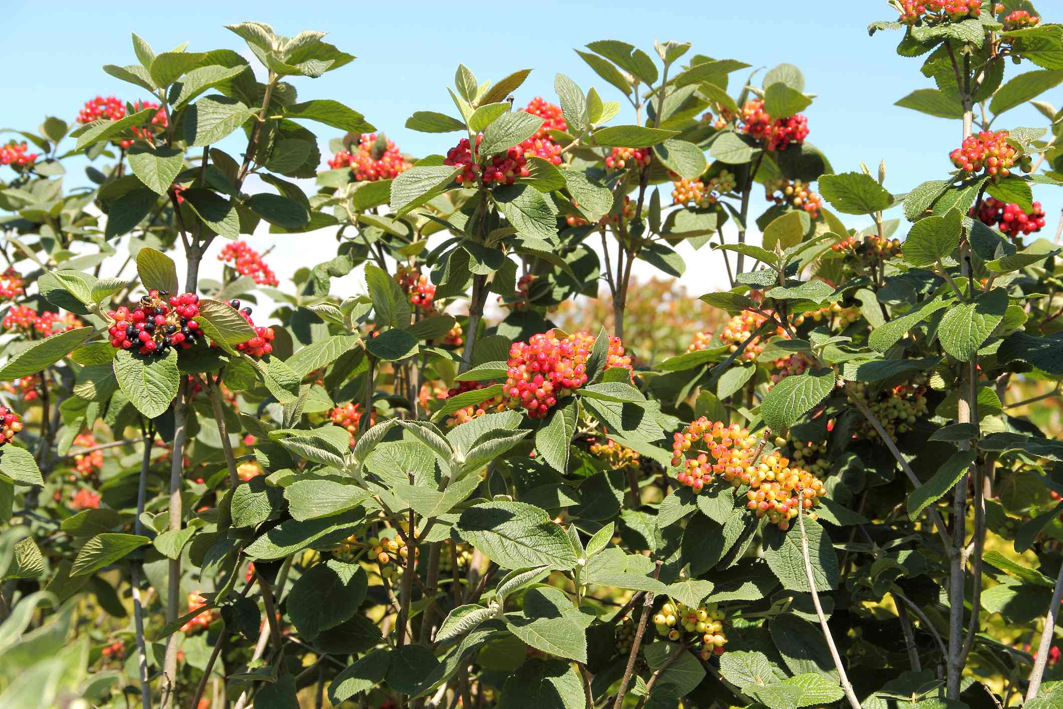 planta de cornejo llena de bayas rojas