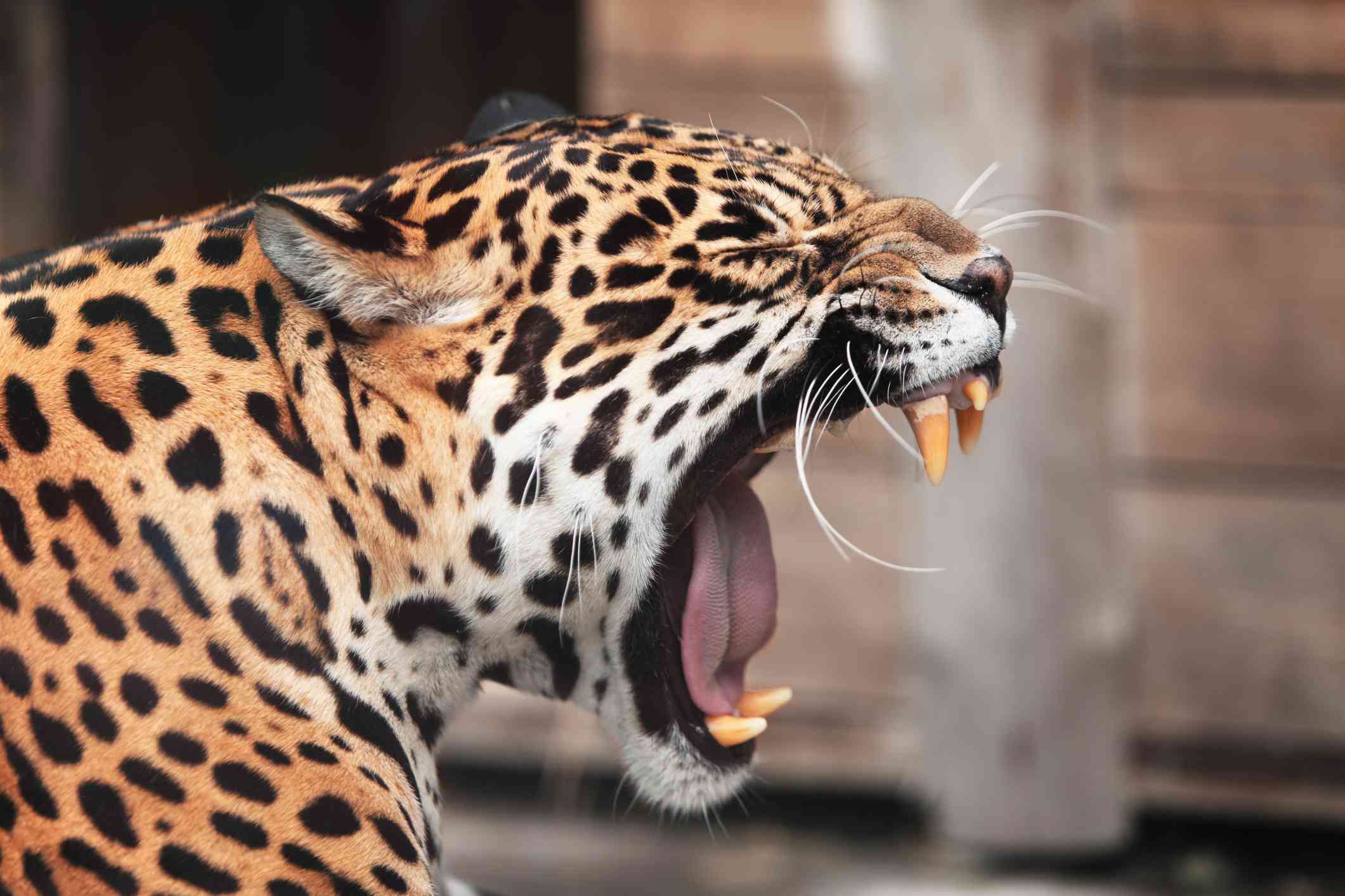 Un jaguar en pleno rugido
